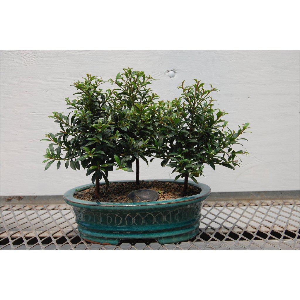 bonsai tree brush Flowering Brush Cherry Bonsai Tree Forest (3 Trees) – Lovehopegrow