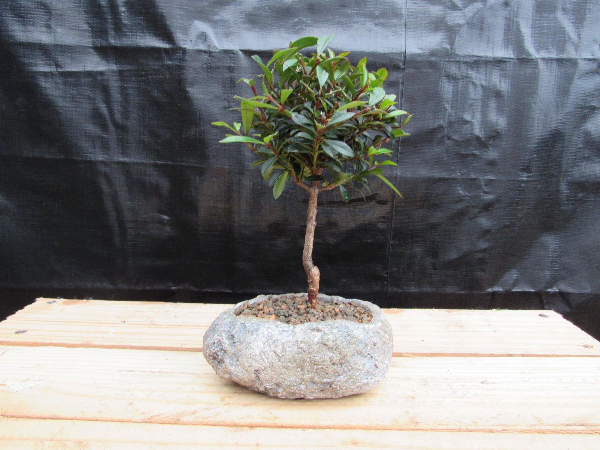 flowering cherry bonsai tree Flowering Brush Cherry Bonsai Tree Planted In A Faux Lava Rock – Lovehopegrow