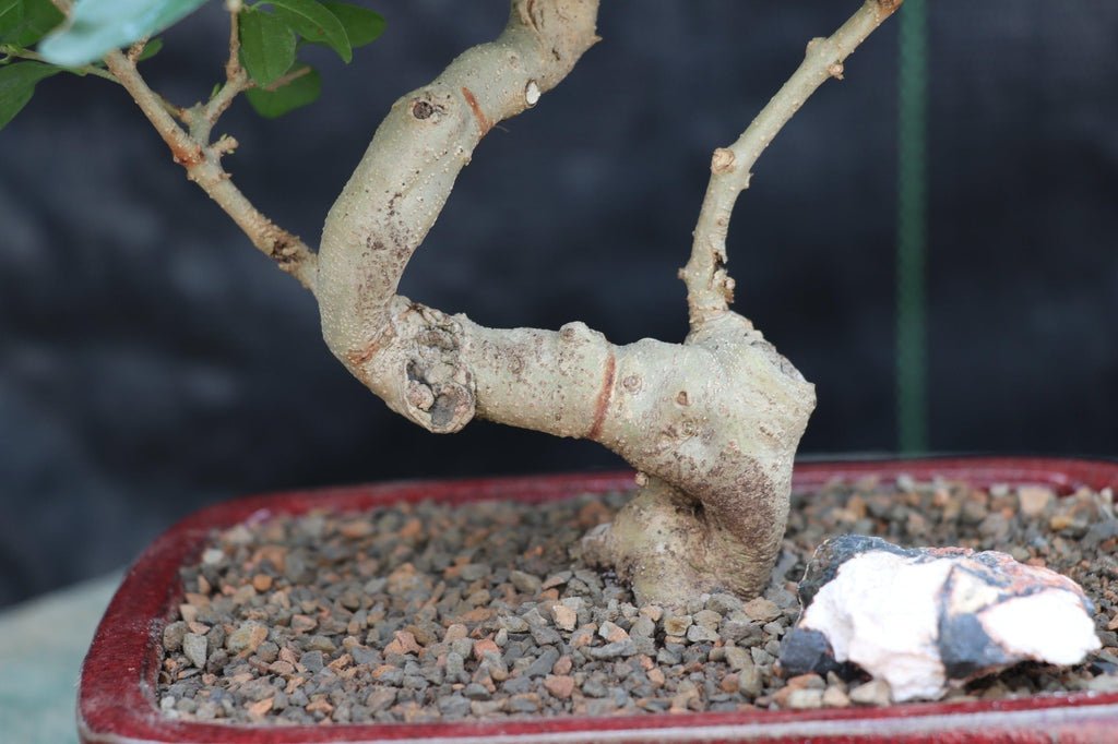 flowering ligustrum bonsai tree Flowering Ligustrum Bonsai Tree