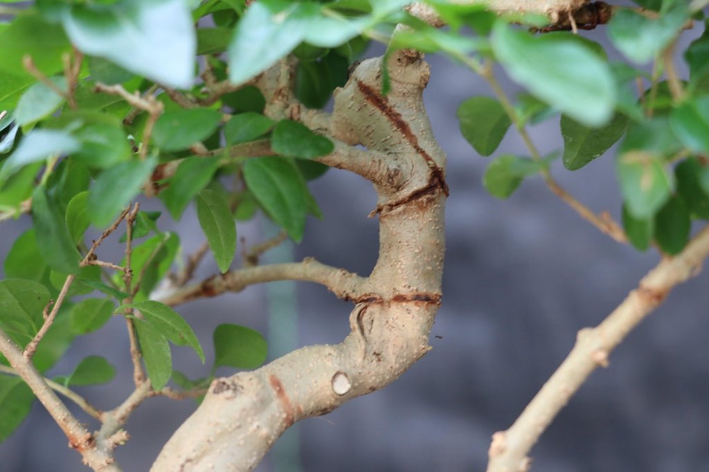 ligustrum bonsai tree Flowering Ligustrum Bonsai Tree