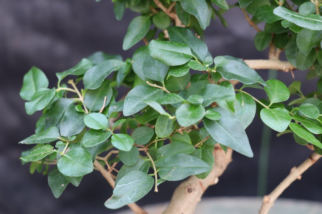 ligustrum bonsai tree Flowering Ligustrum Bonsai Tree