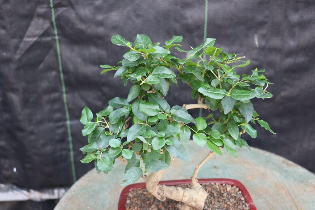 ligustrum bonsai tree Flowering Ligustrum Bonsai Tree