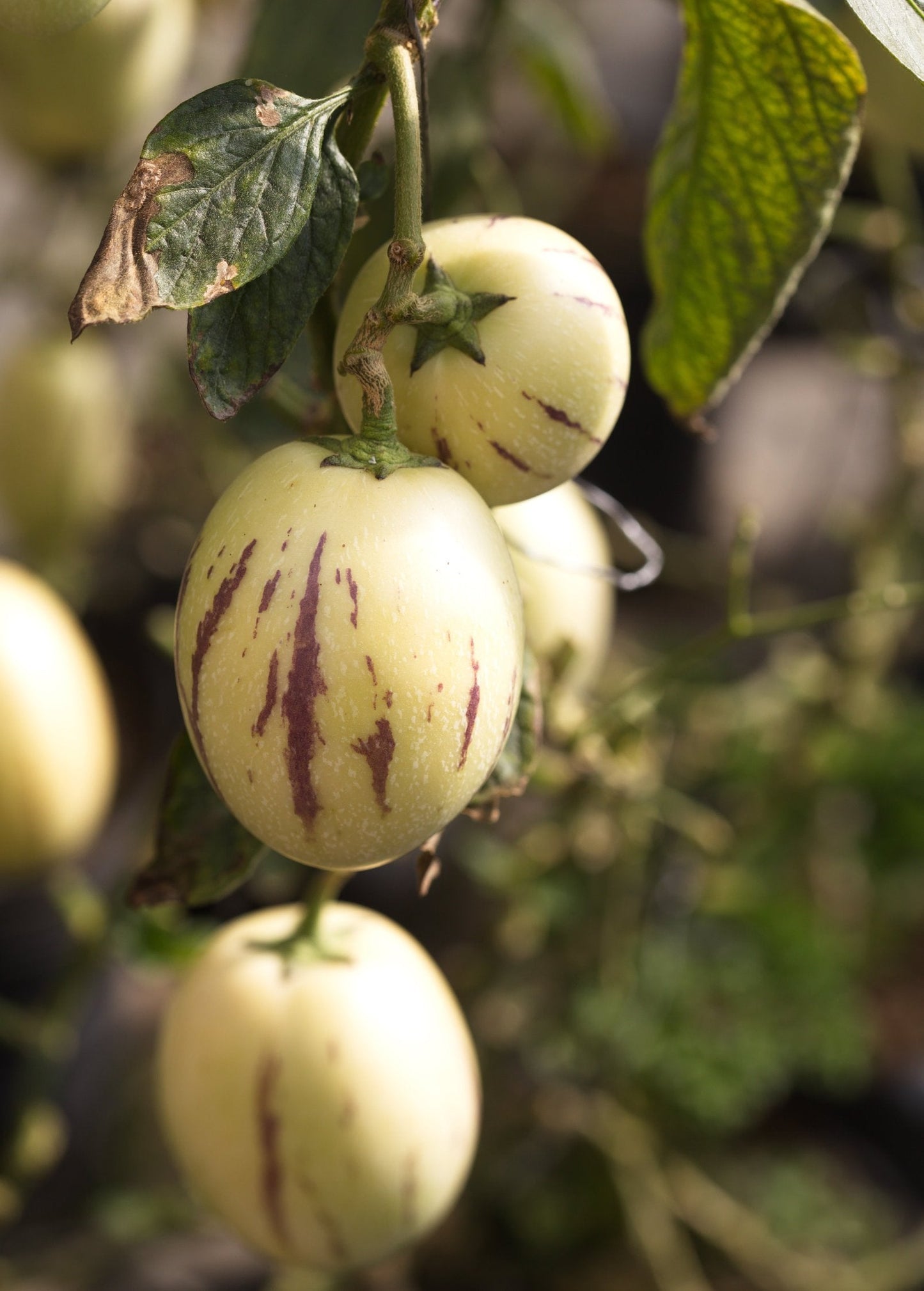 Pepino Dulce (Solanum muricatum)