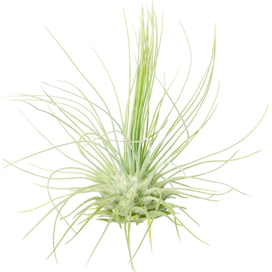 Tillandsia Fuchsii