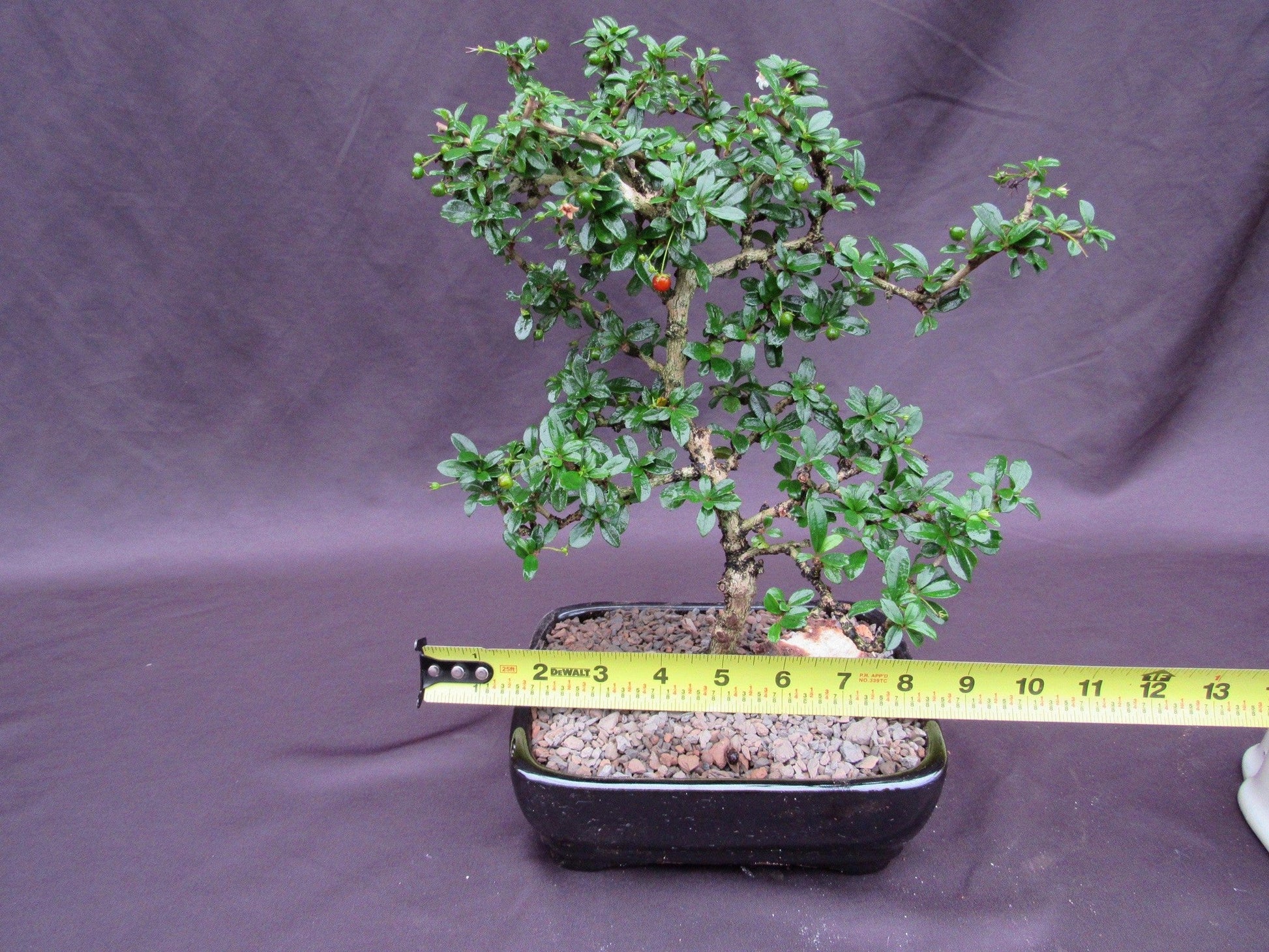 upright bonsai tree Fukien Tea Bonsai Tree
