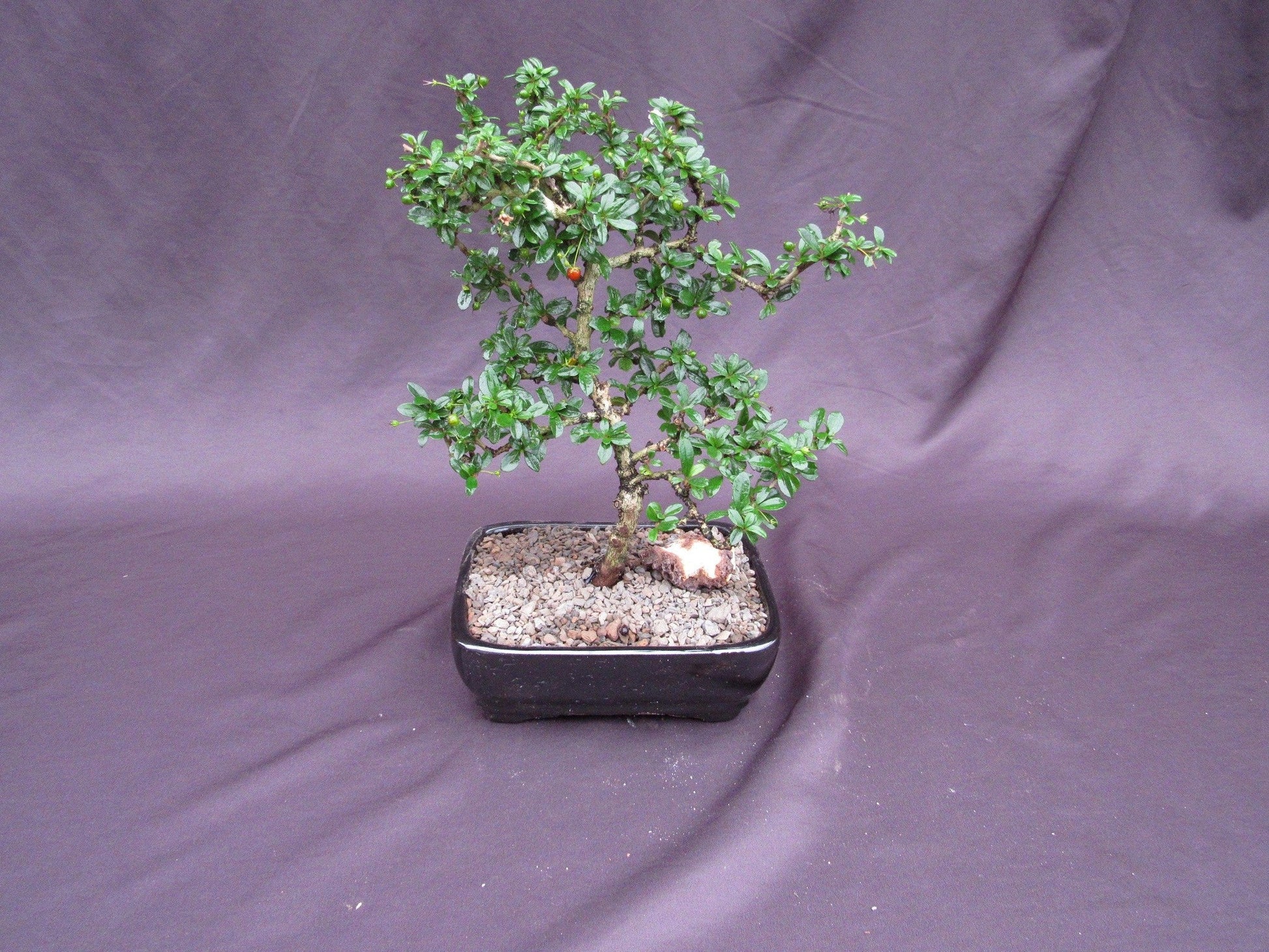 fukien tea bonsai tree for sale Fukien Tea Bonsai Tree