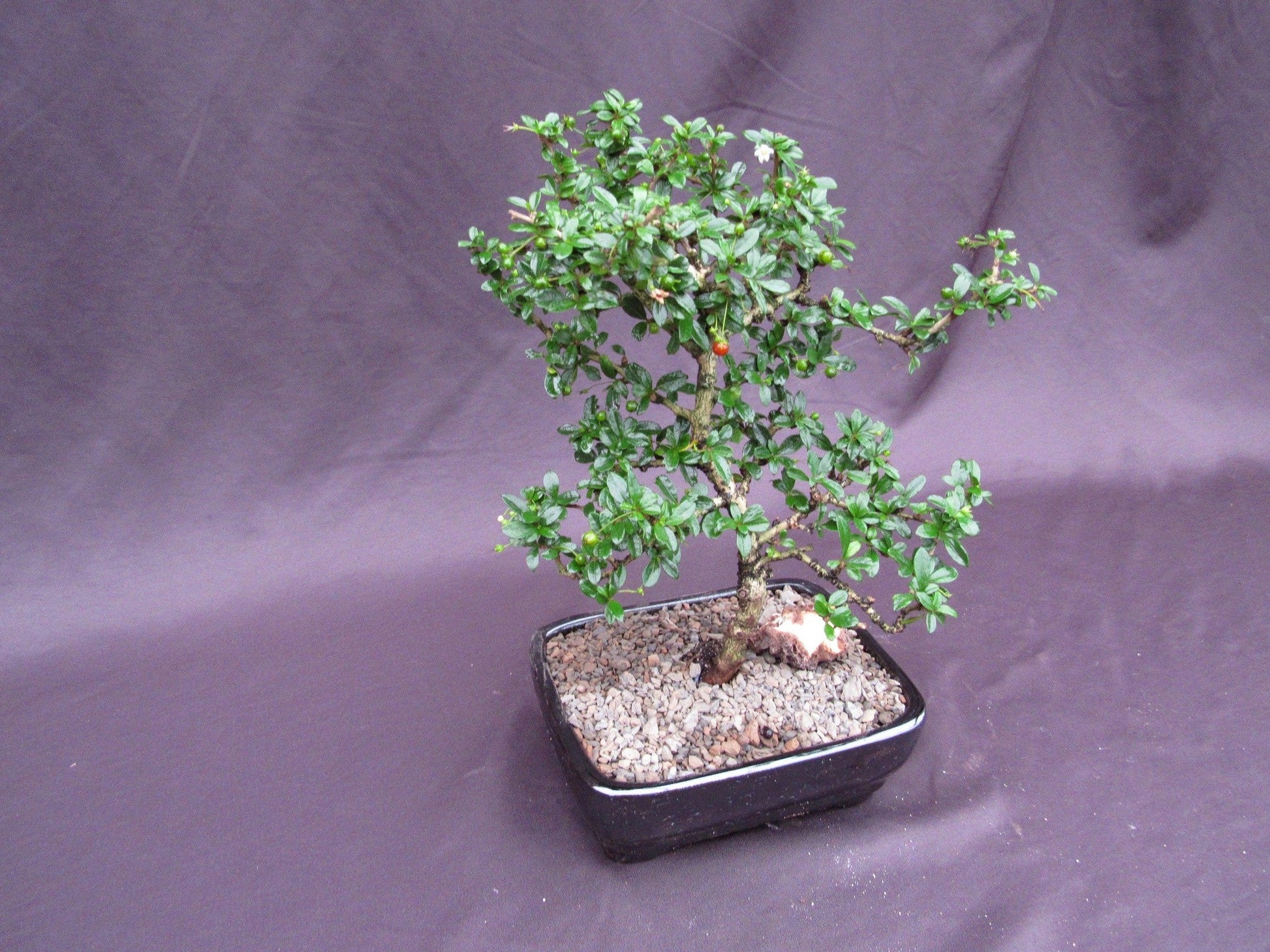 green tea bonsai tree Fukien Tea Bonsai Tree