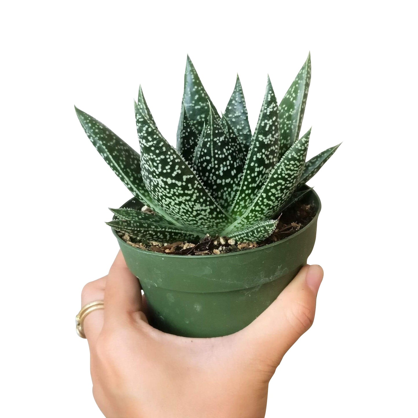 Gasteria Flow Spiky Aloe