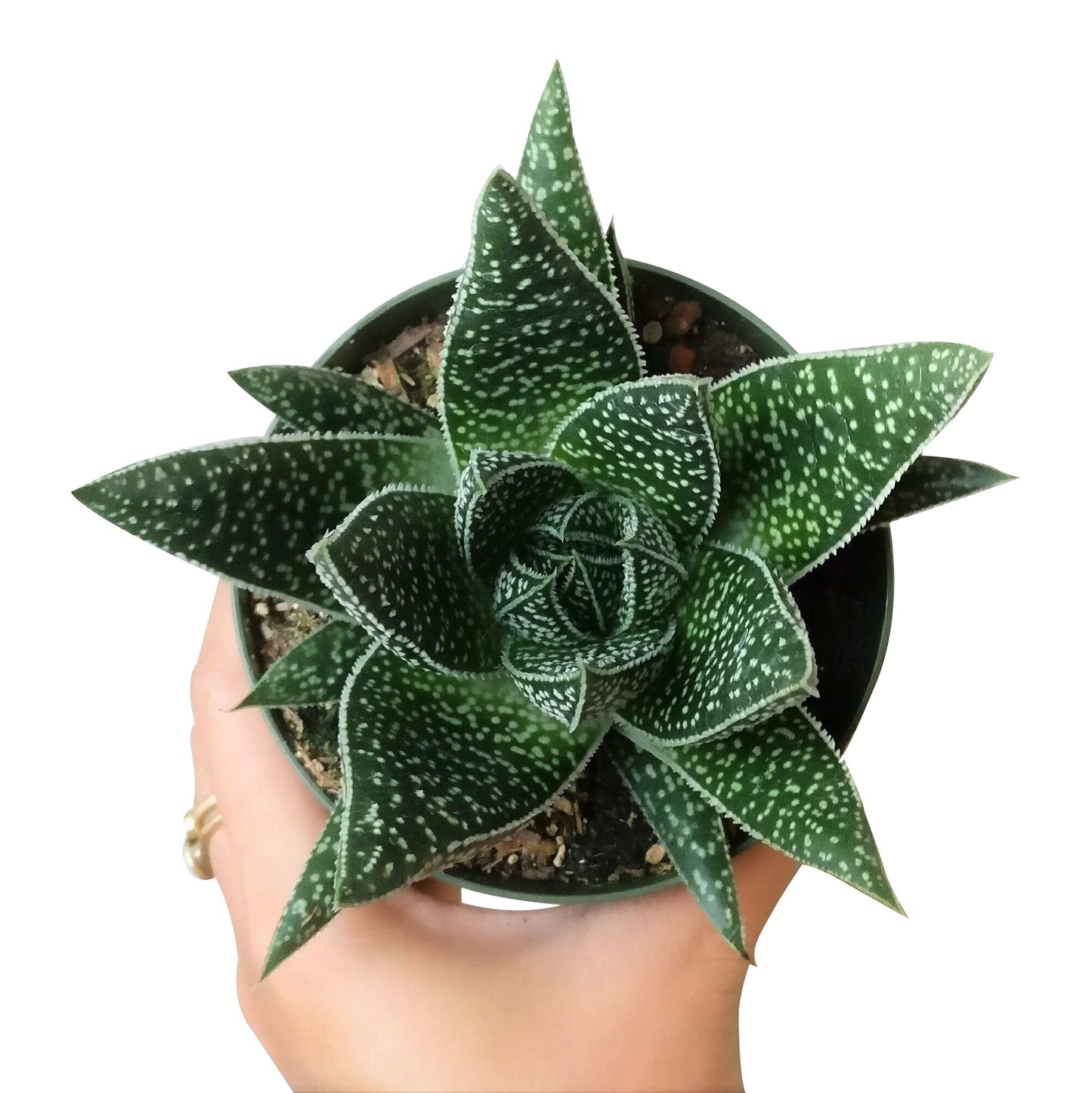 Gasteria Flow Spiky Aloe