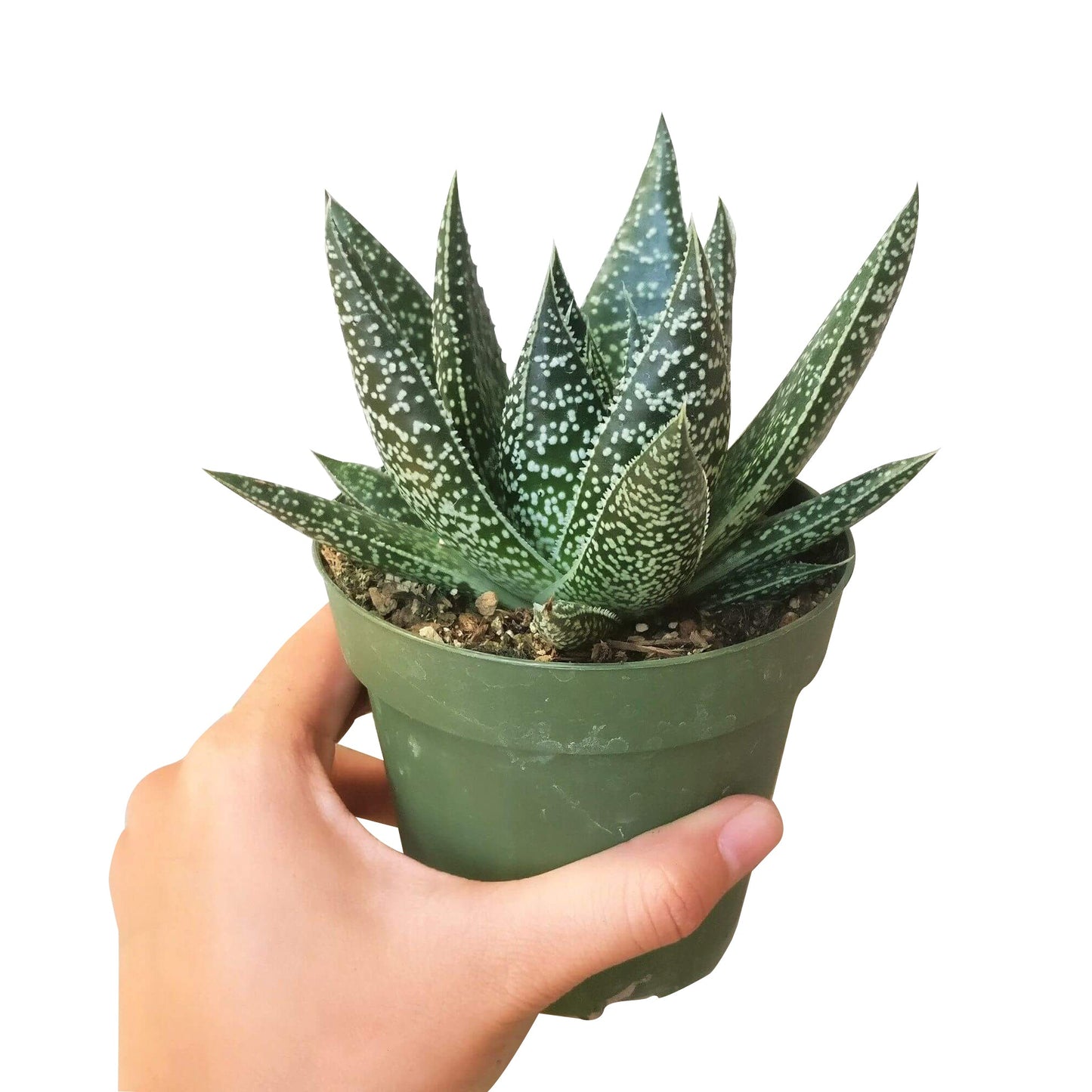 Gasteria Flow Spiky Aloe