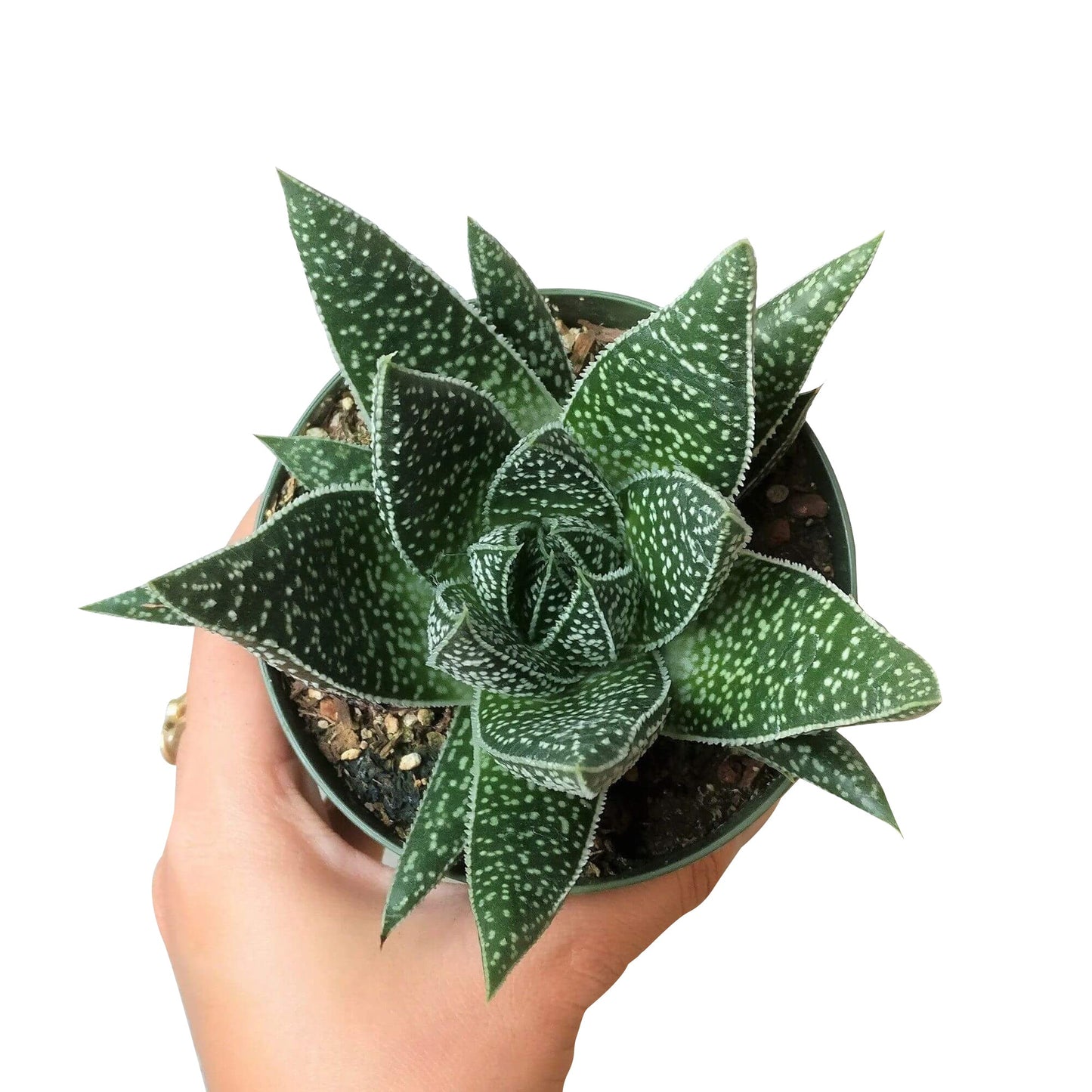 Gasteria Flow Spiky Aloe