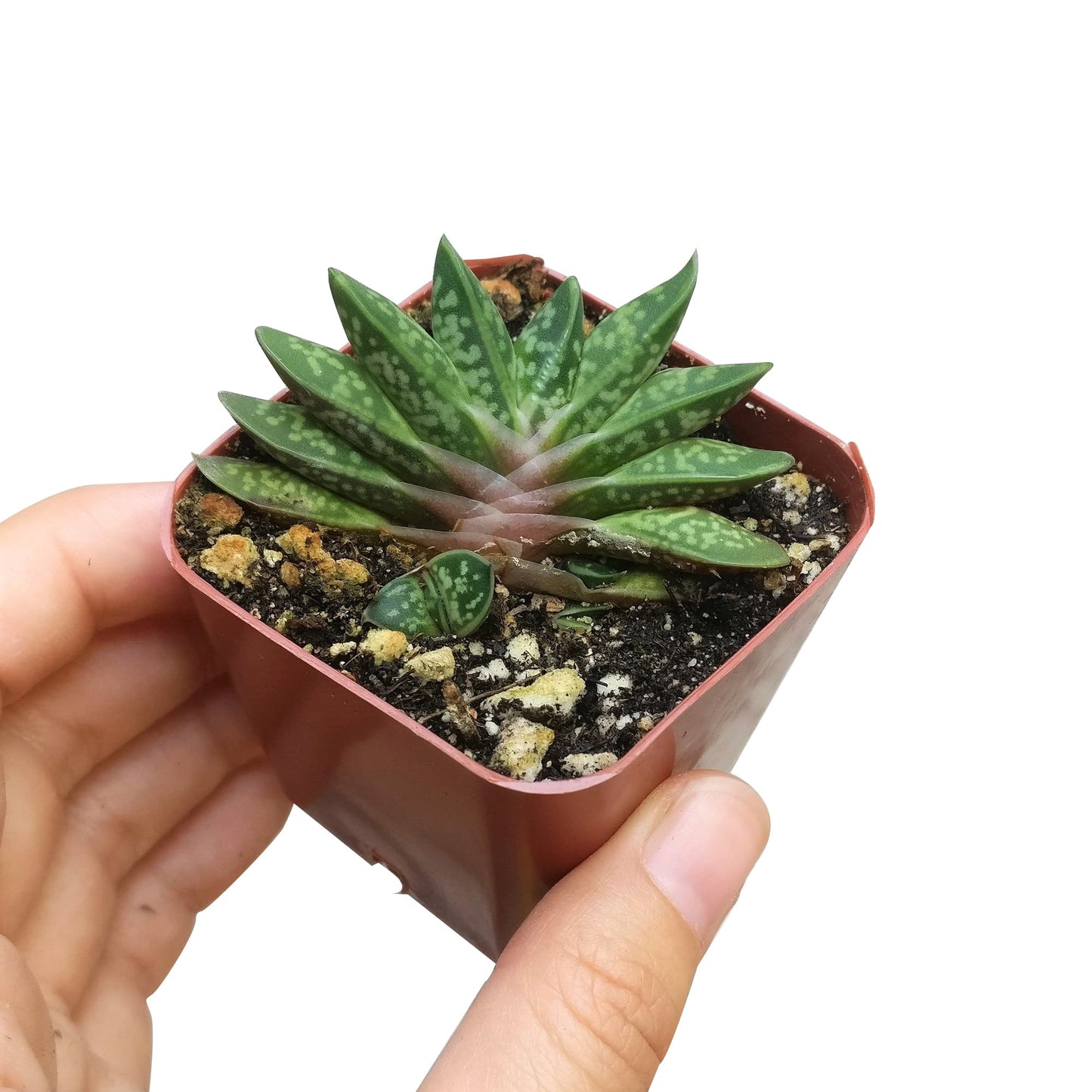 Gasteria Little Warty