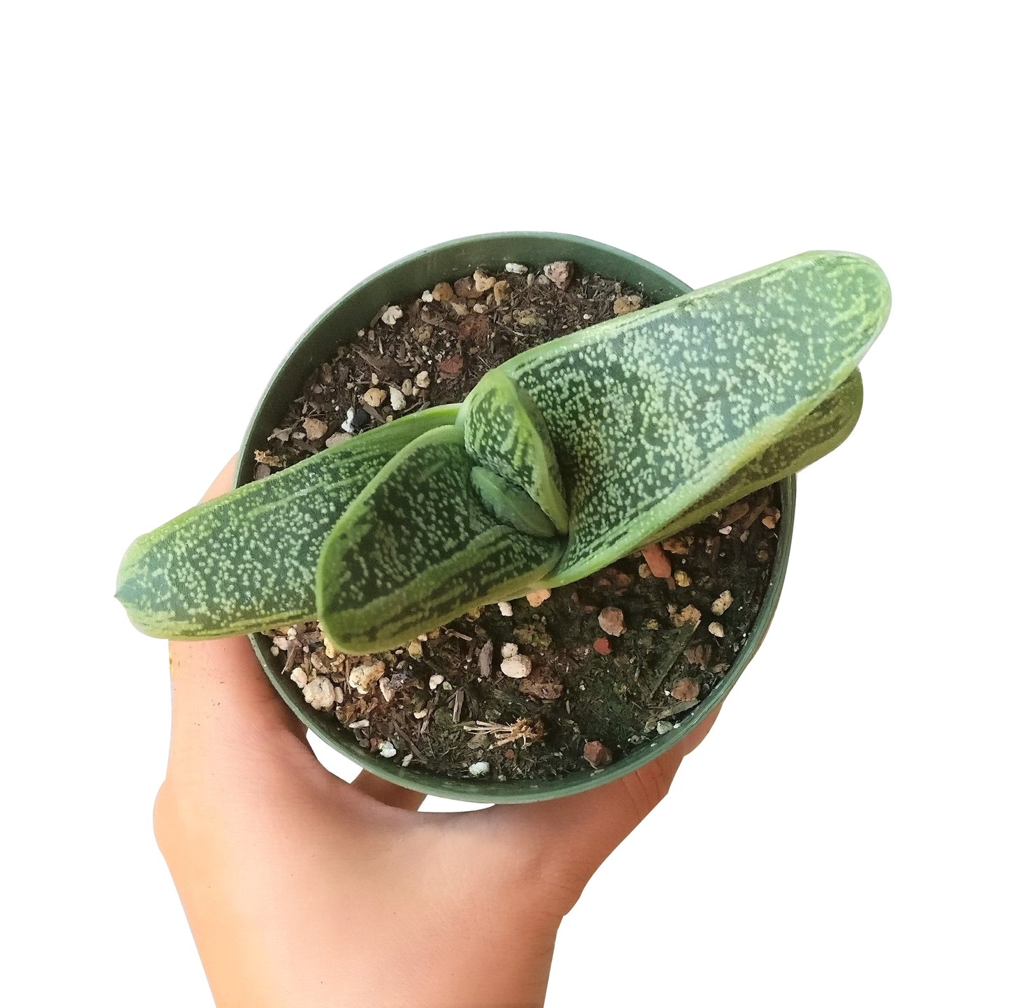 Gasteria Little Warty