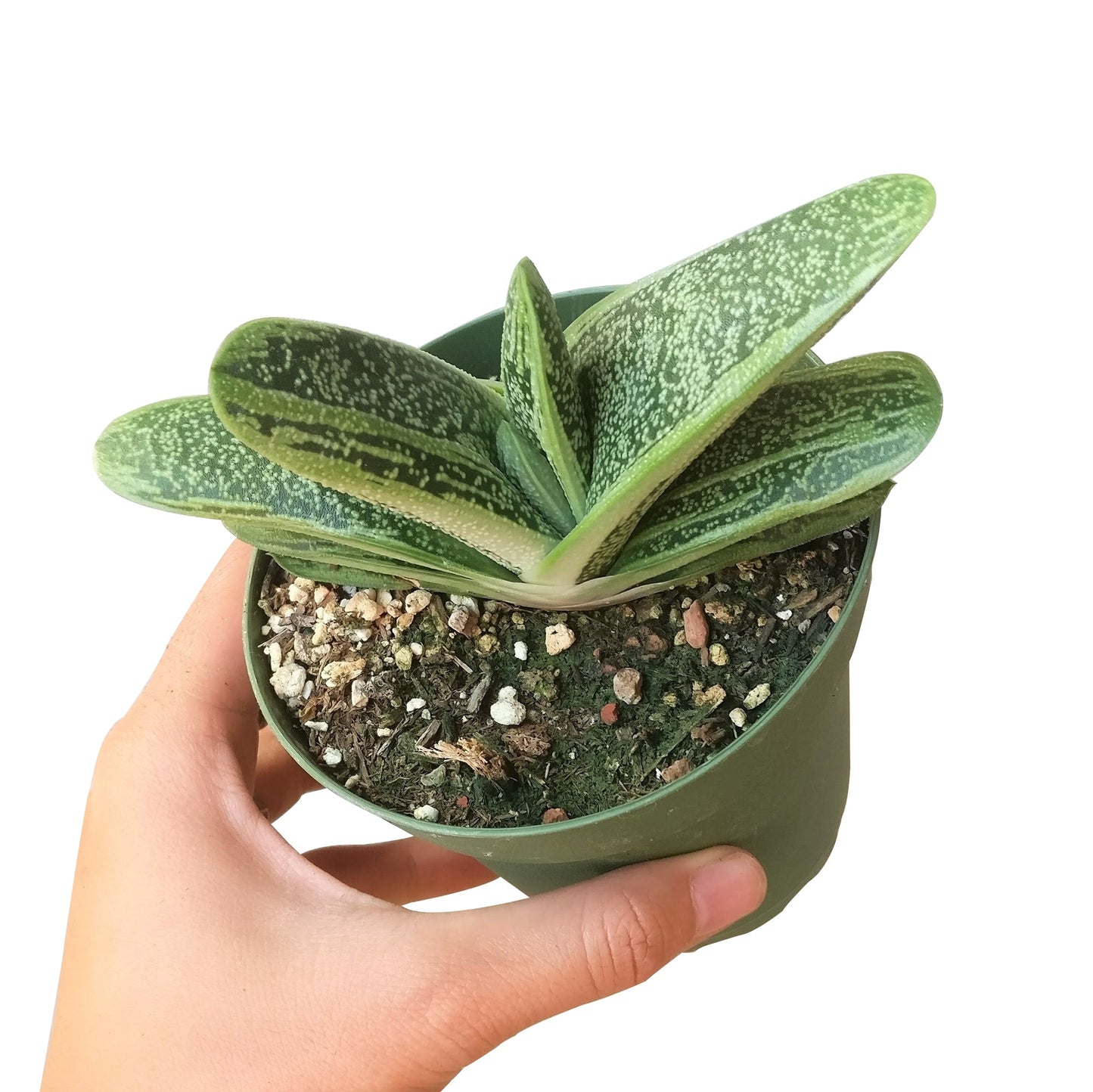 Gasteria Little Warty