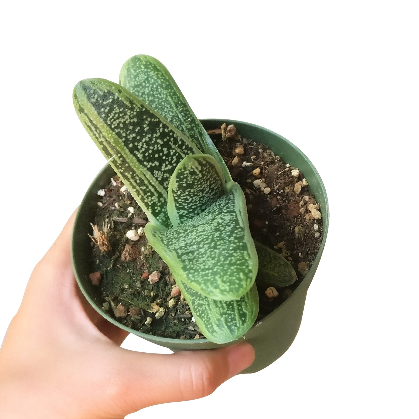 Gasteria Little Warty