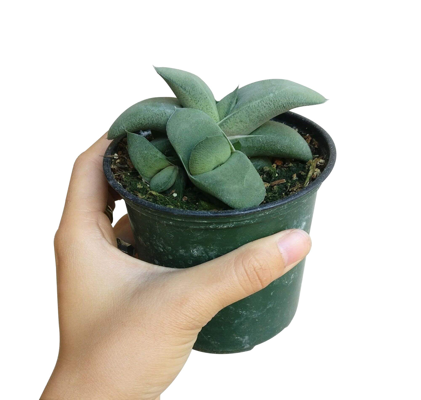 Gasteria Ox Tongue Succulent