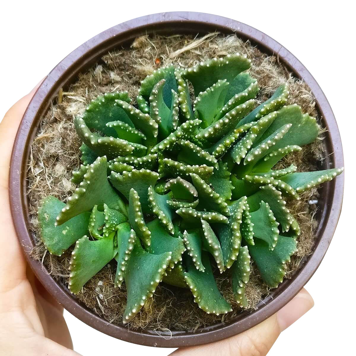 Giant Jewel Plant Succulent