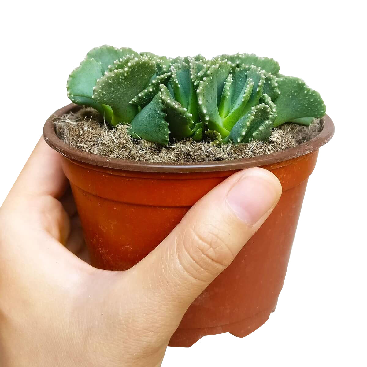 Giant Jewel Plant Succulent