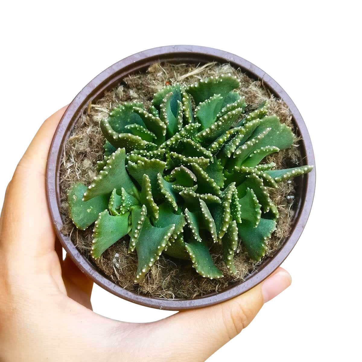 Giant Jewel Plant Succulent