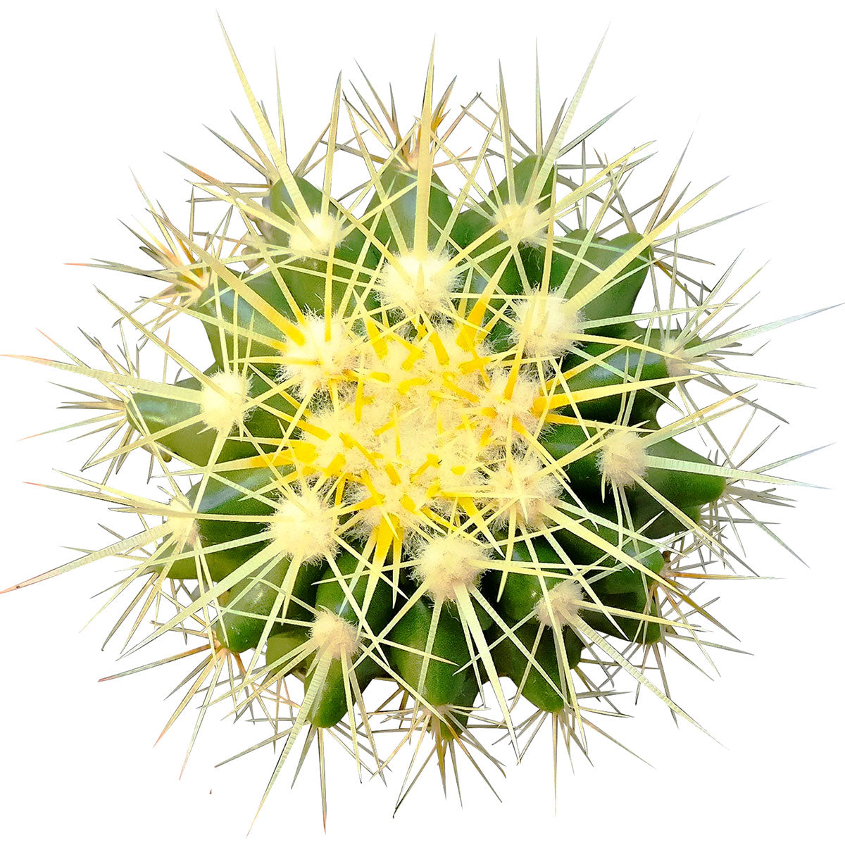 Golden Barrel Cactus