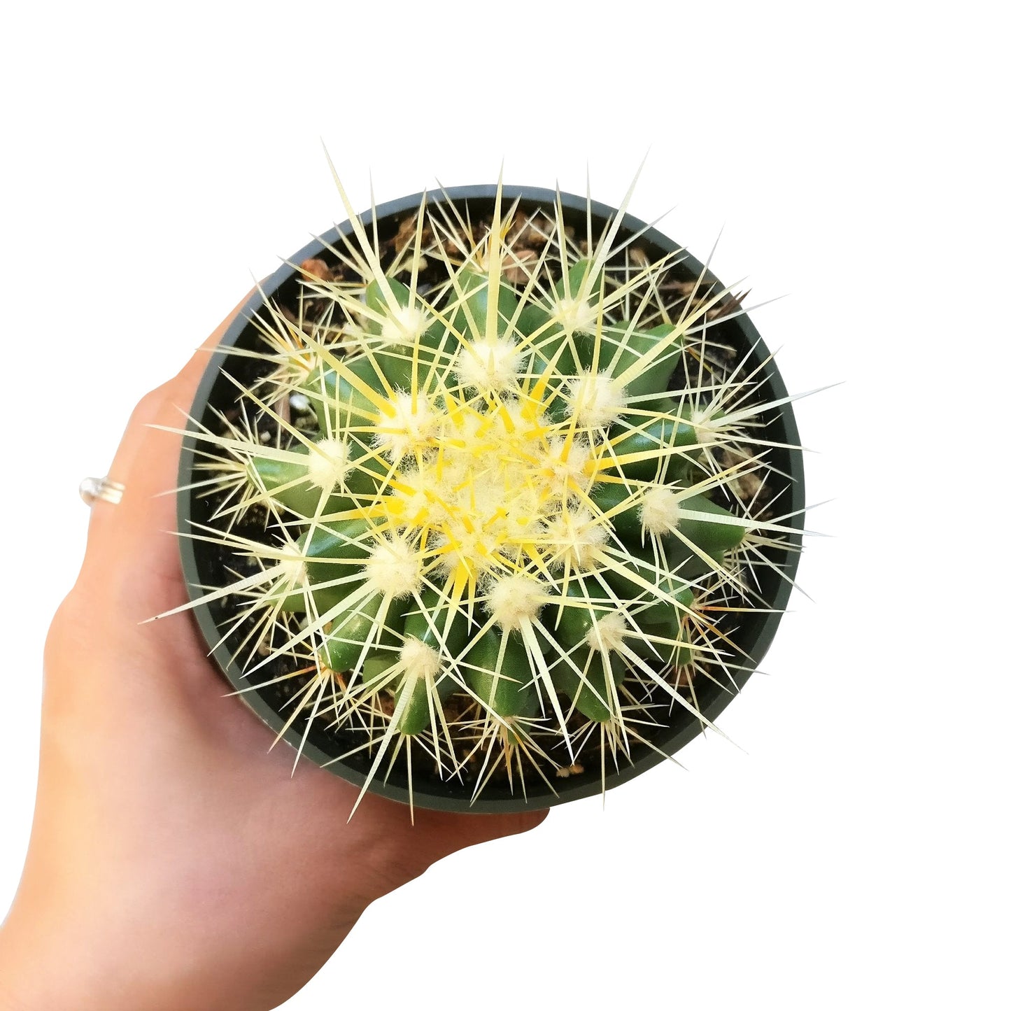 Golden Barrel Cactus