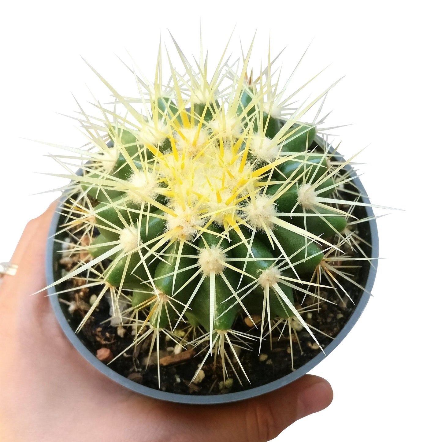 Golden Barrel Cactus