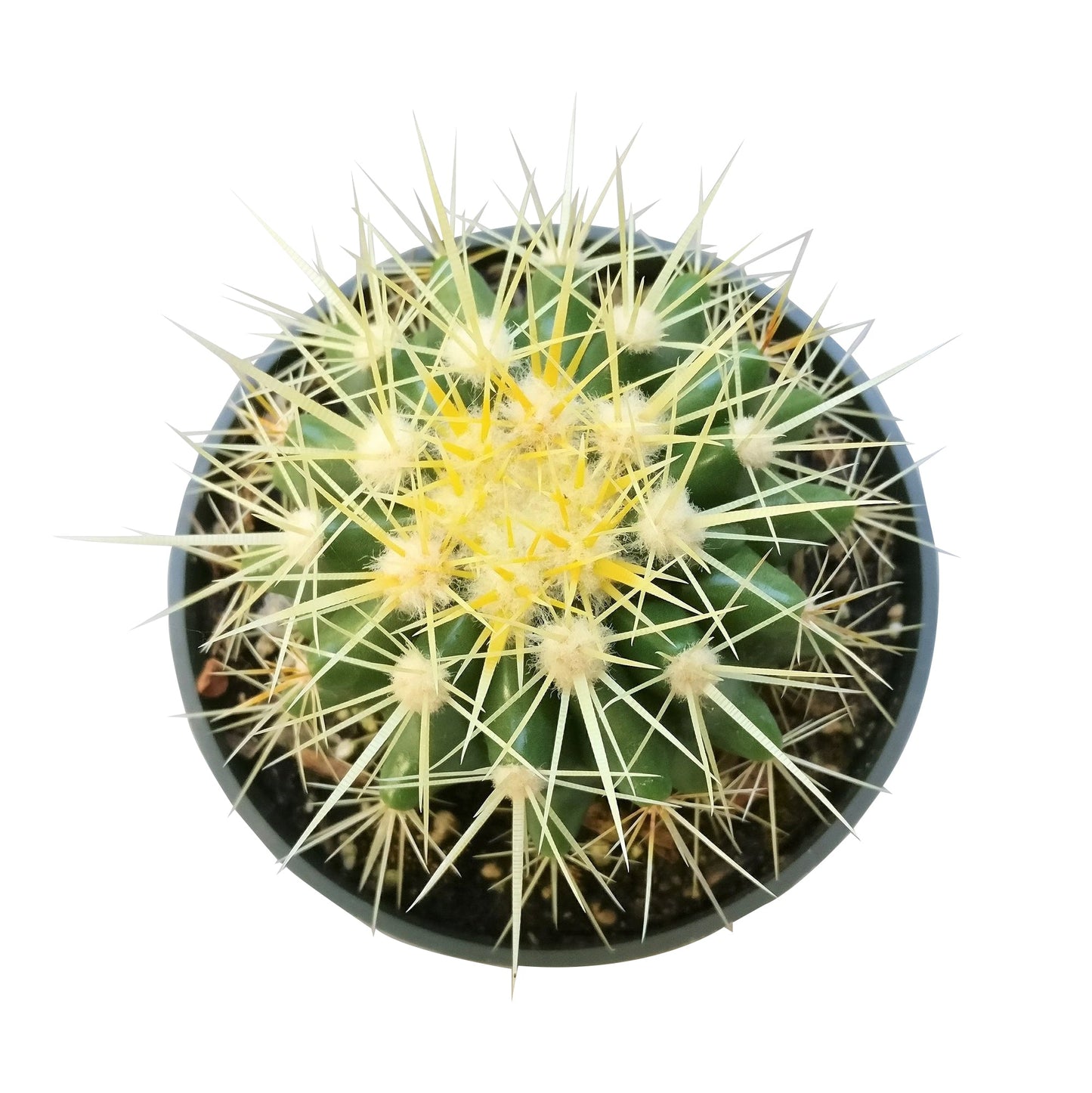 Golden Barrel Cactus