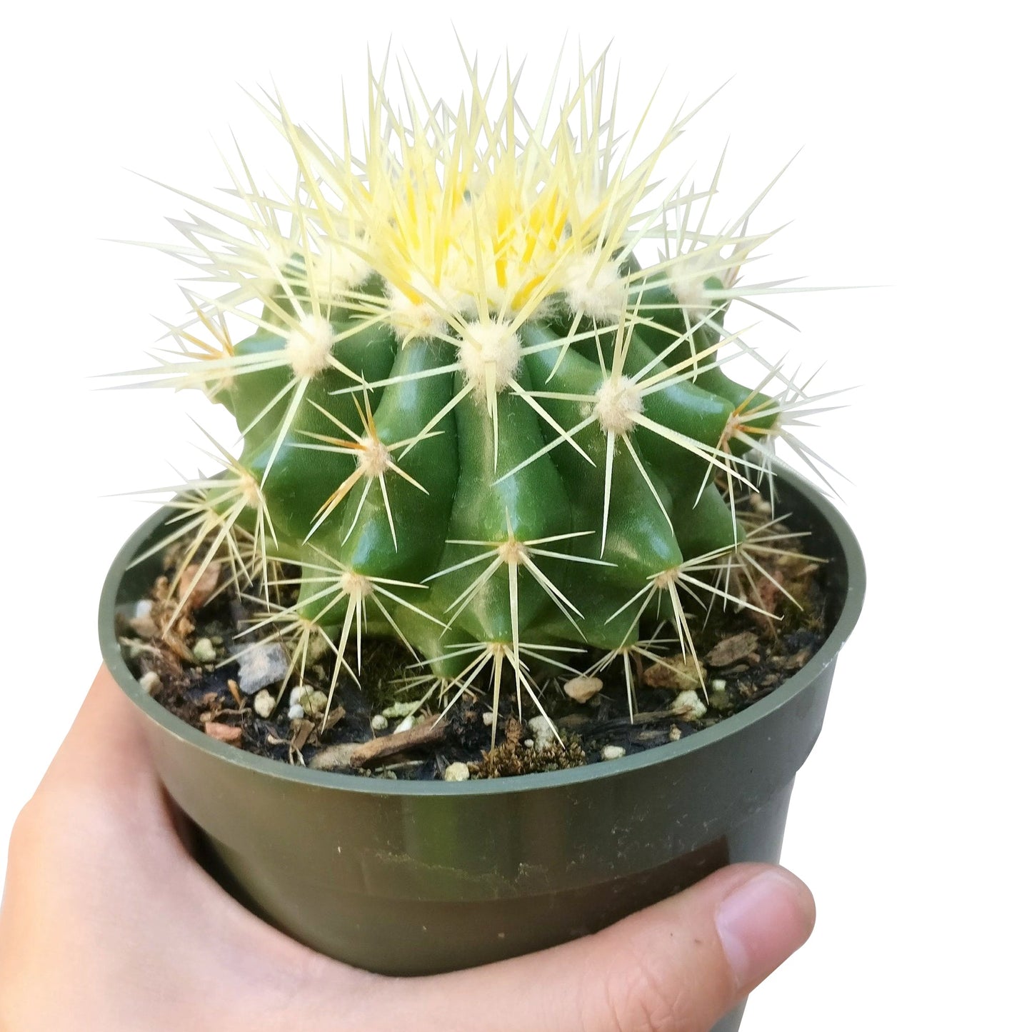 Golden Barrel Cactus