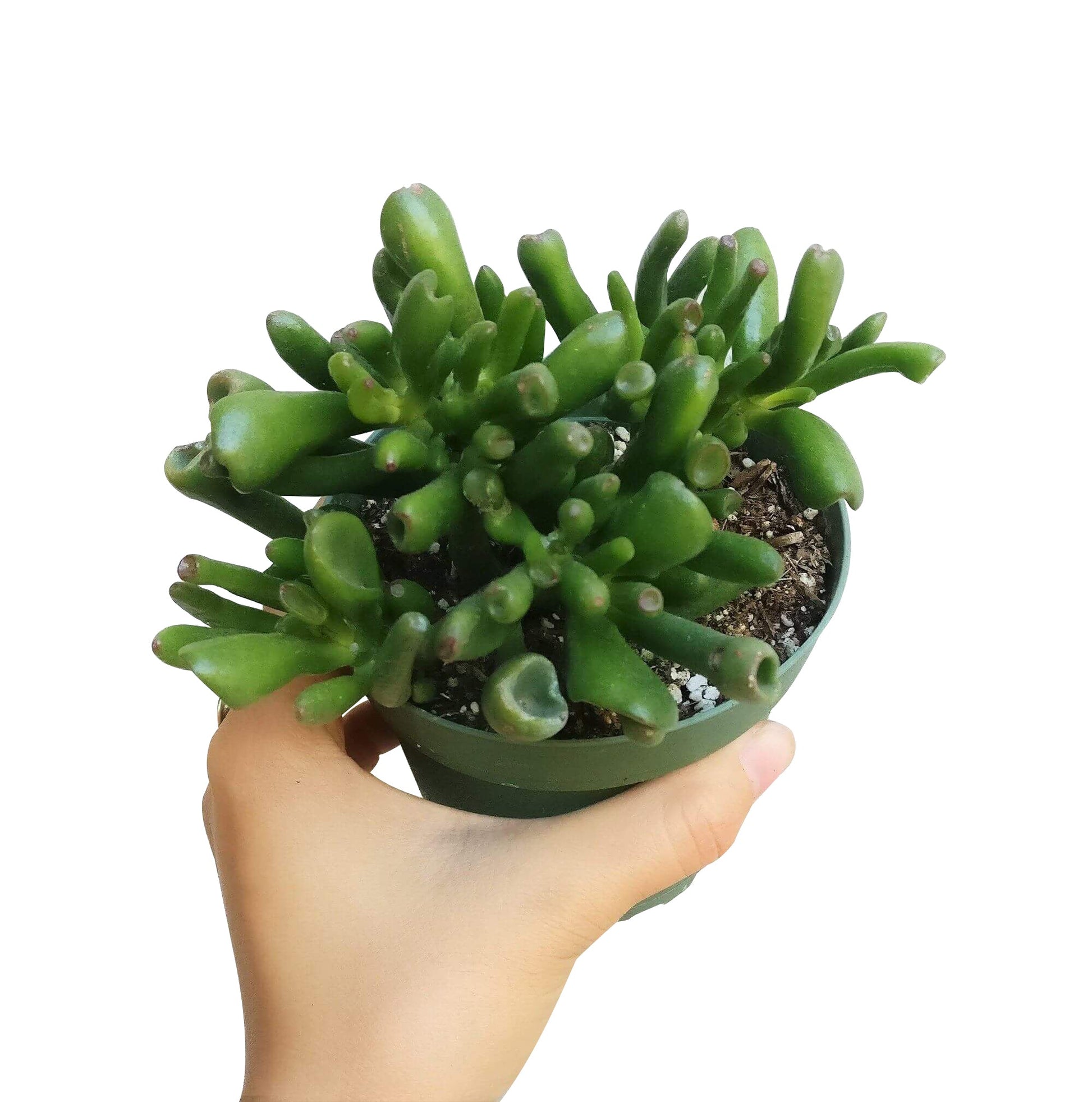 succulent gollum jade Gollum Jade Crassula