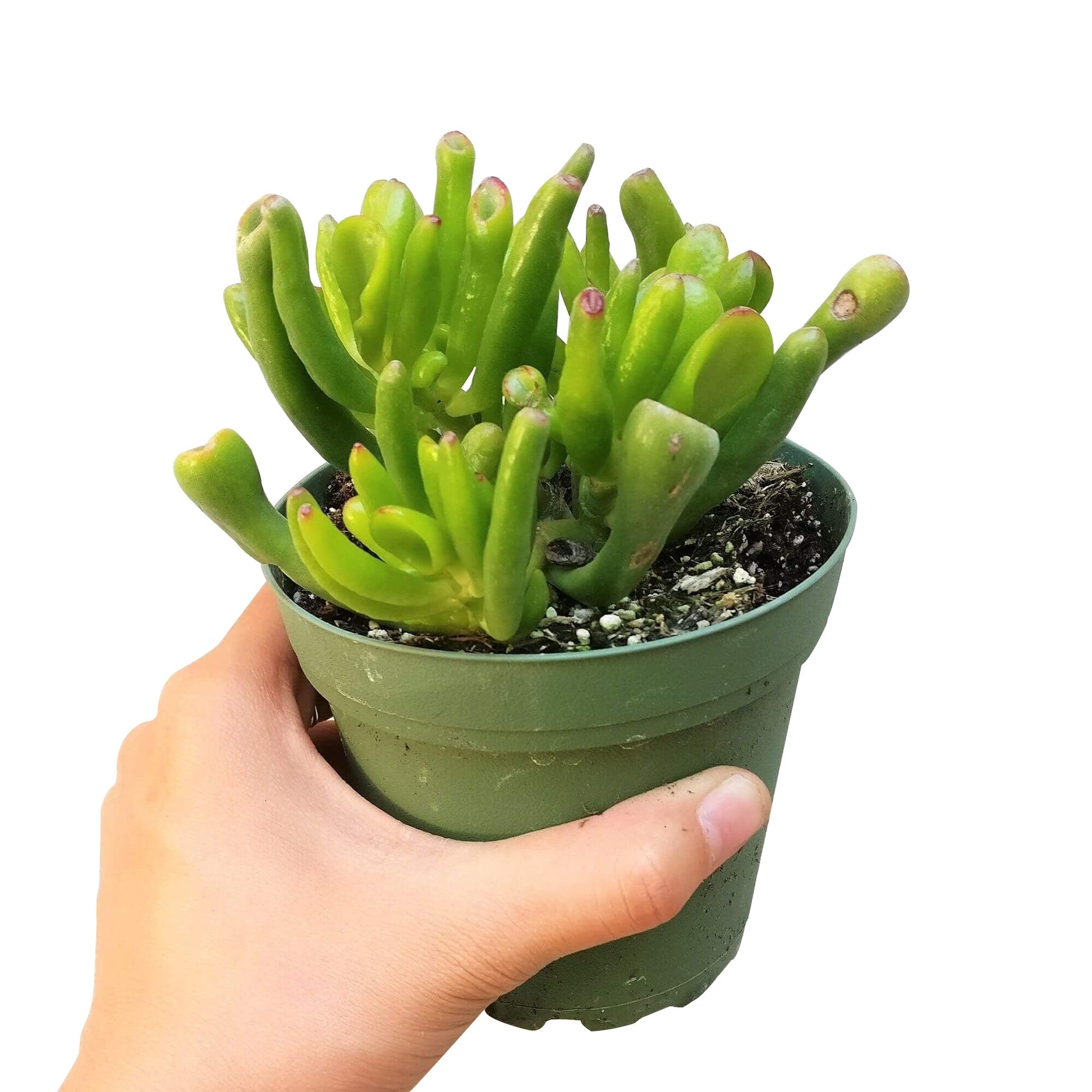 gollum jade plant care Gollum Jade Crassula