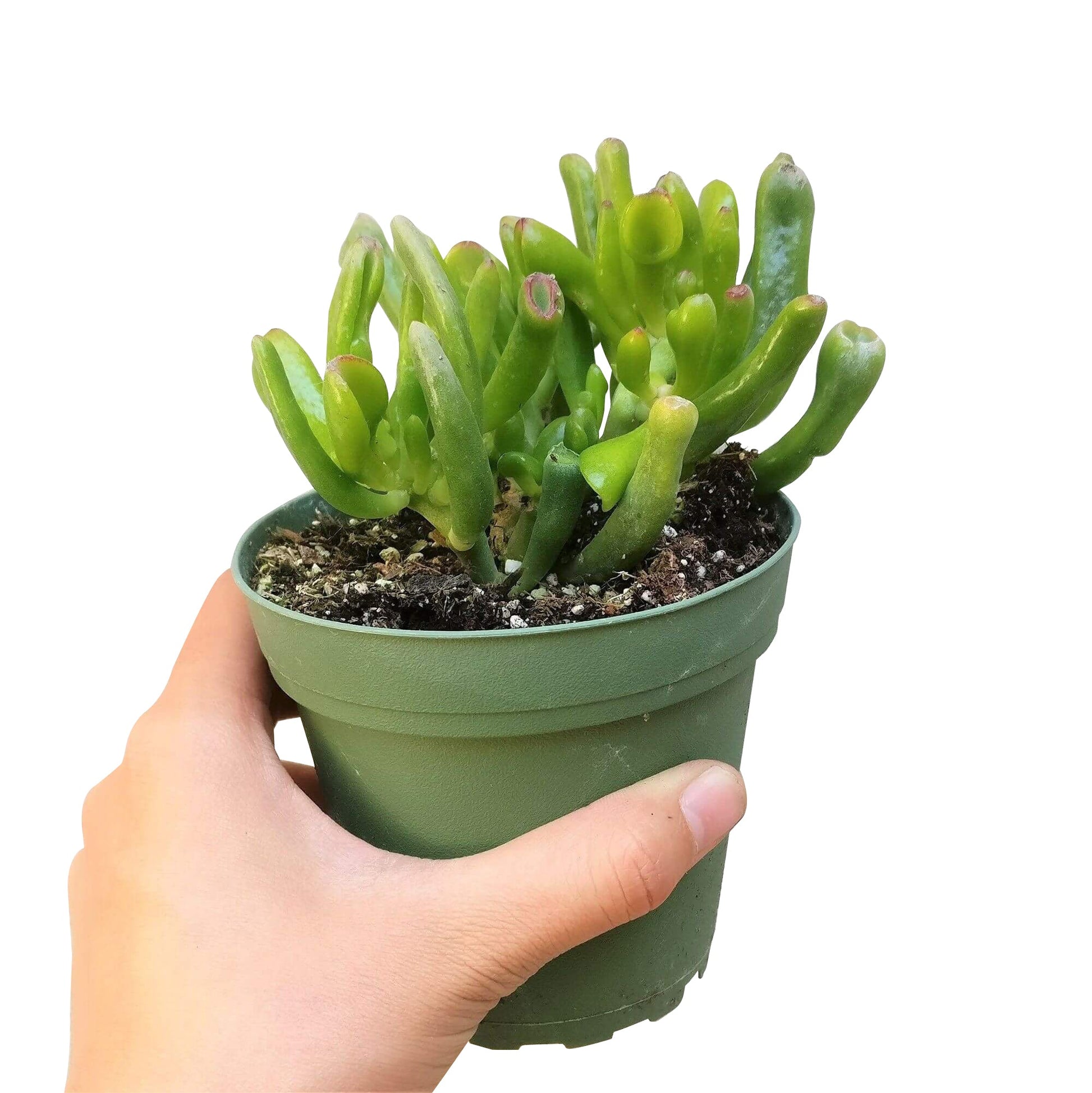 crassula ovata gollum - jade plant Gollum Jade Crassula