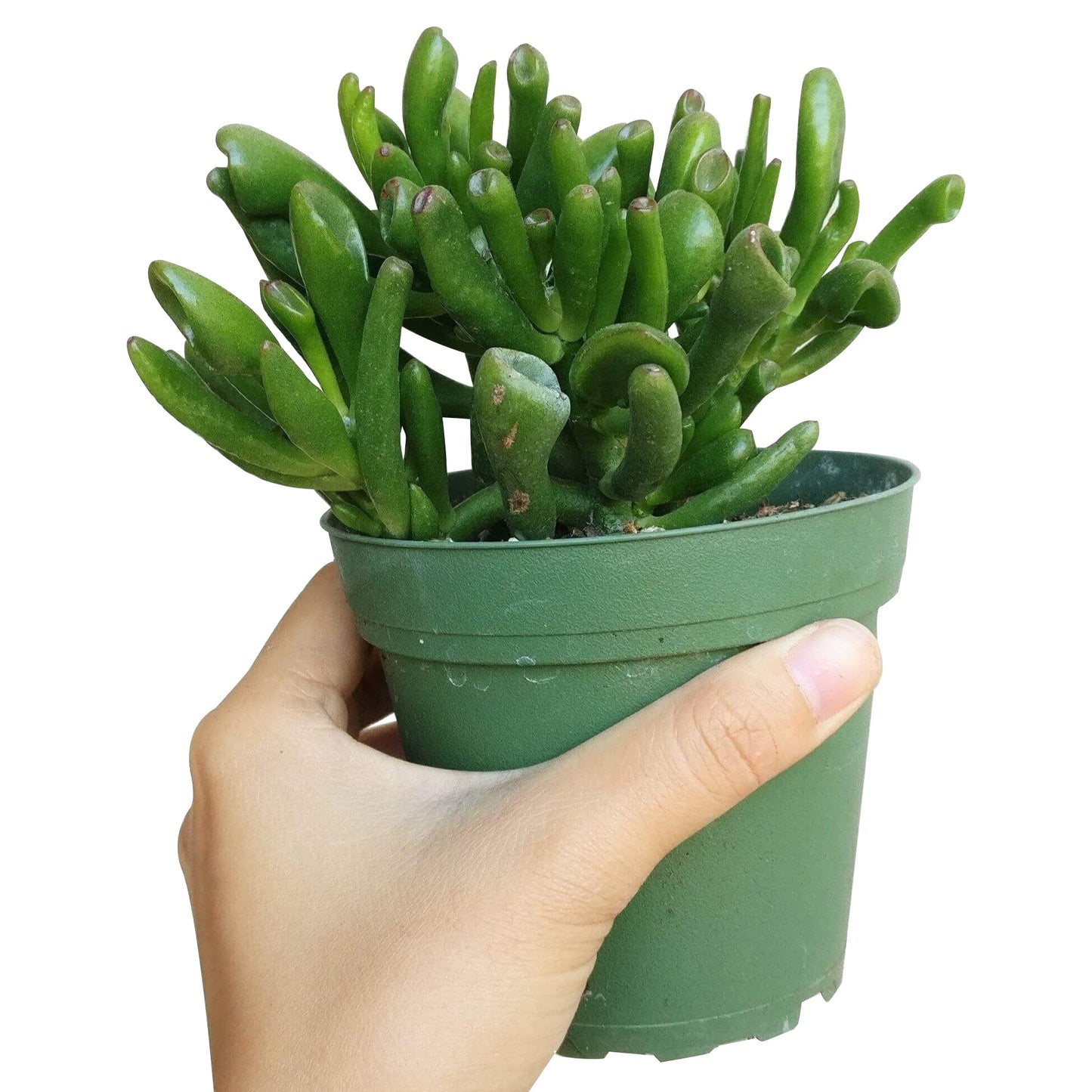 Gollum Jade Crassula