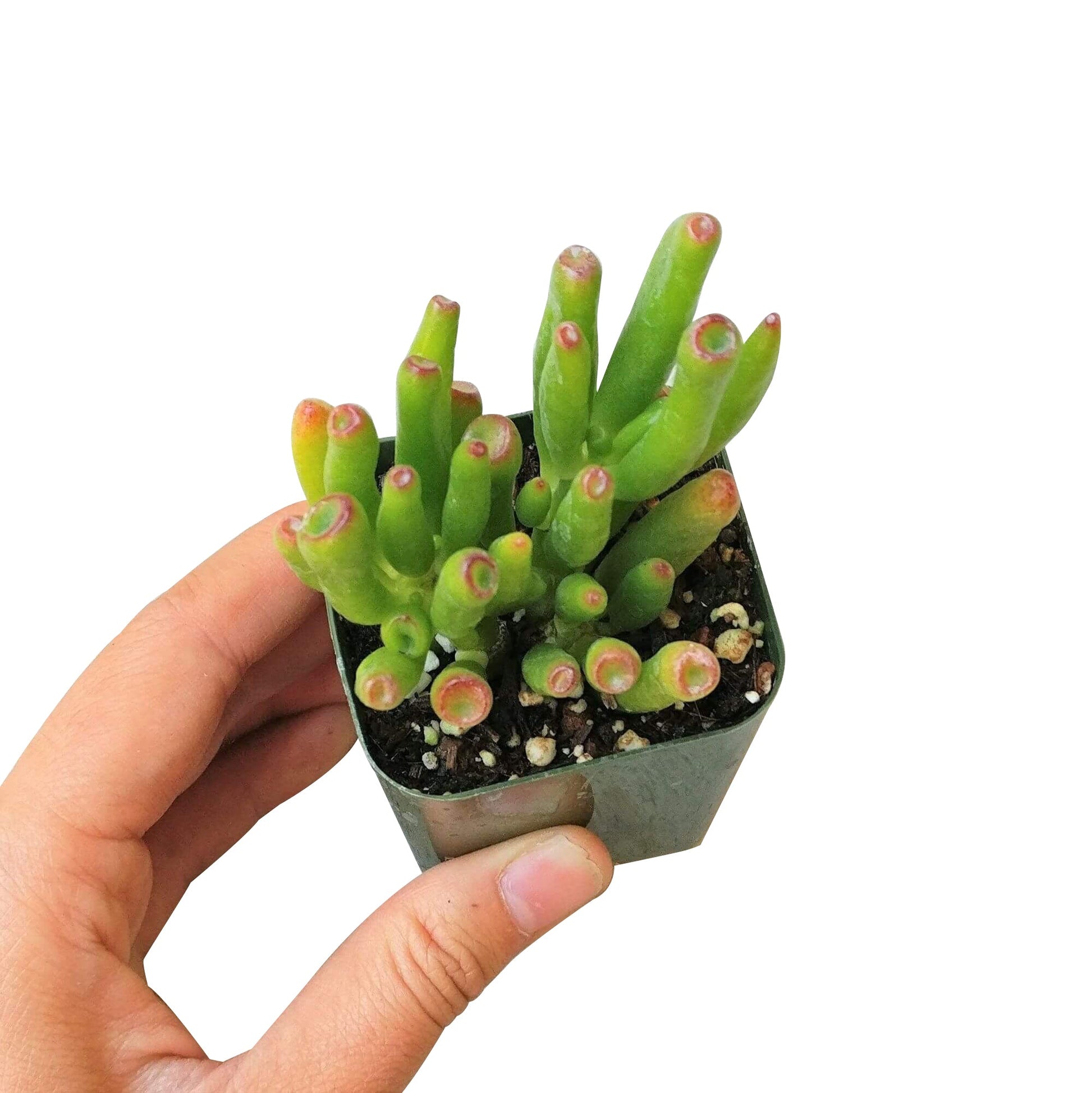 gollum jade succulents Gollum Jade Crassula