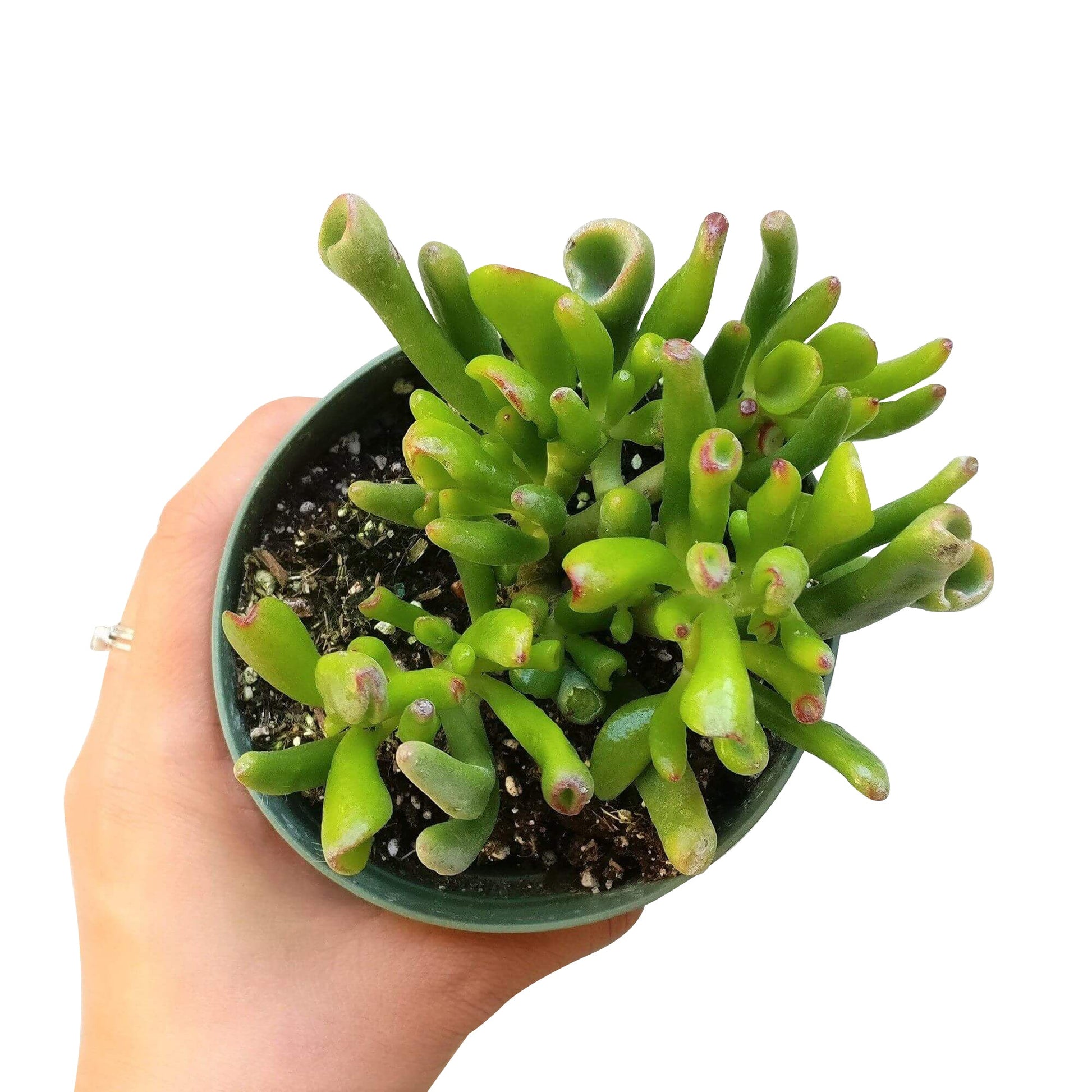 jade gollum plant care Gollum Jade Crassula – Lovehopegrow
