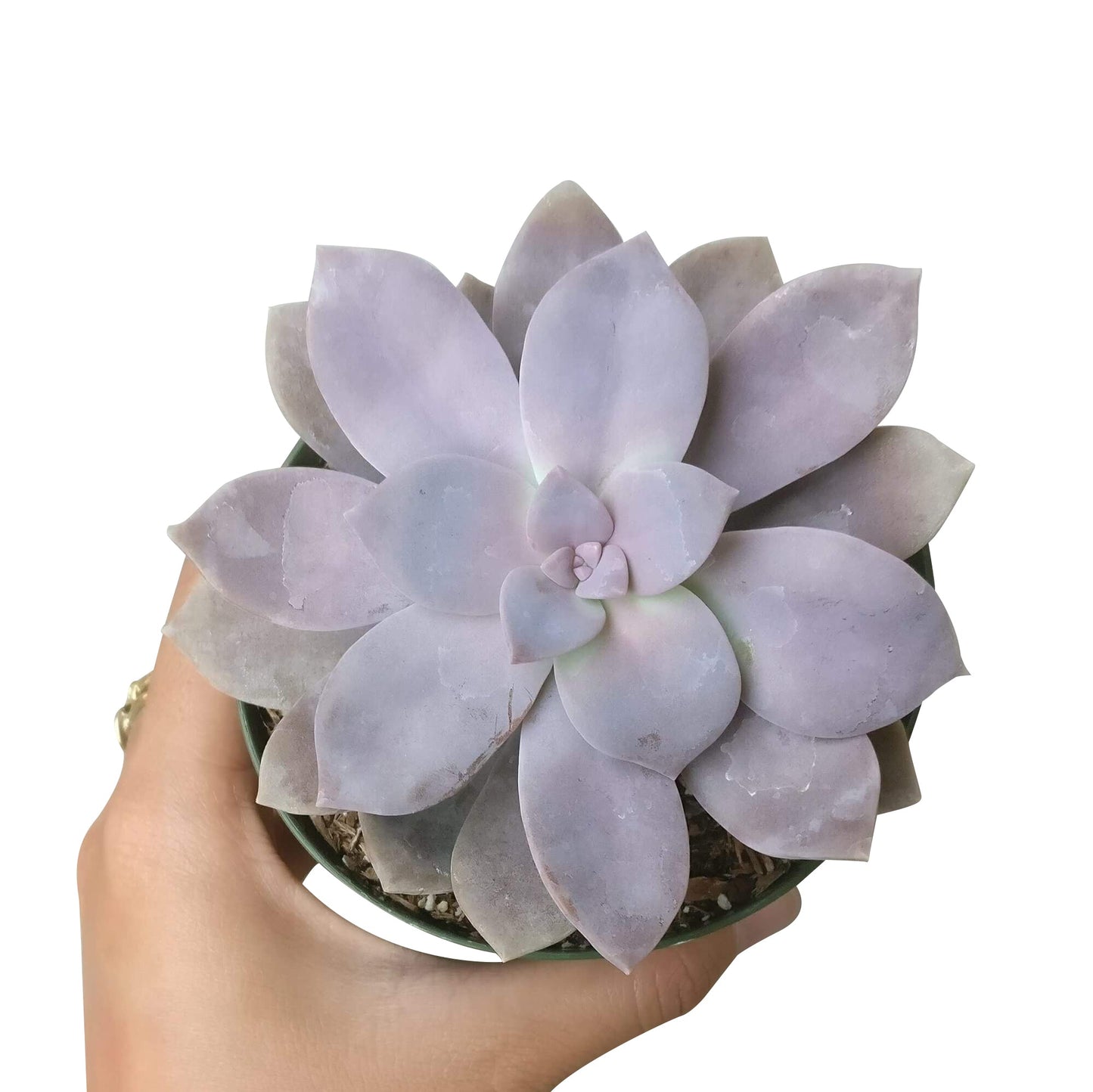 Graptopetalum Superbum