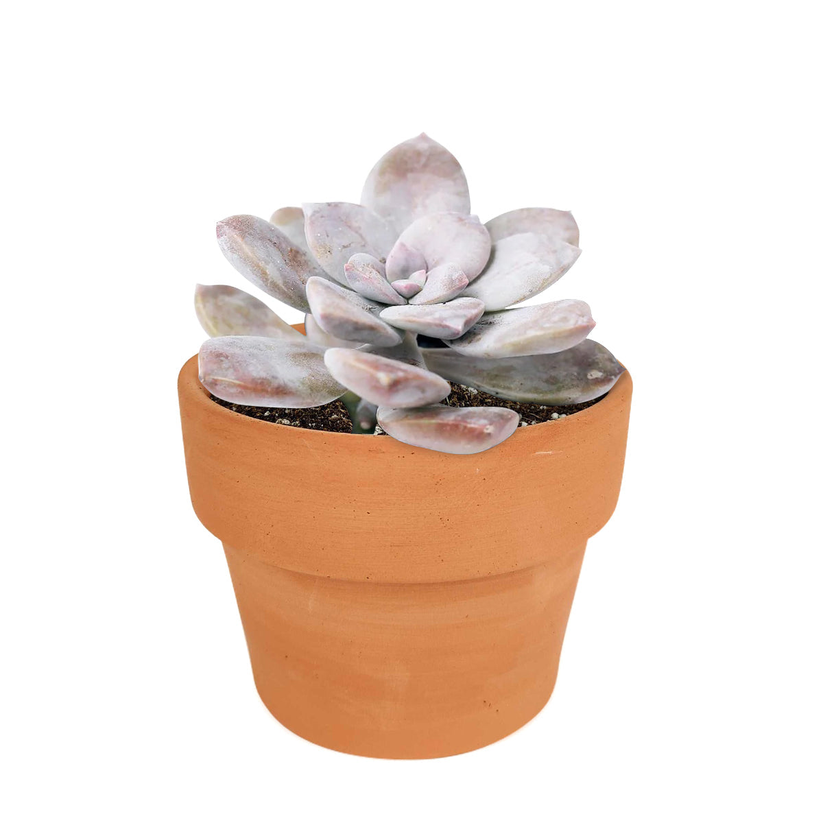 Graptopetalum Superbum