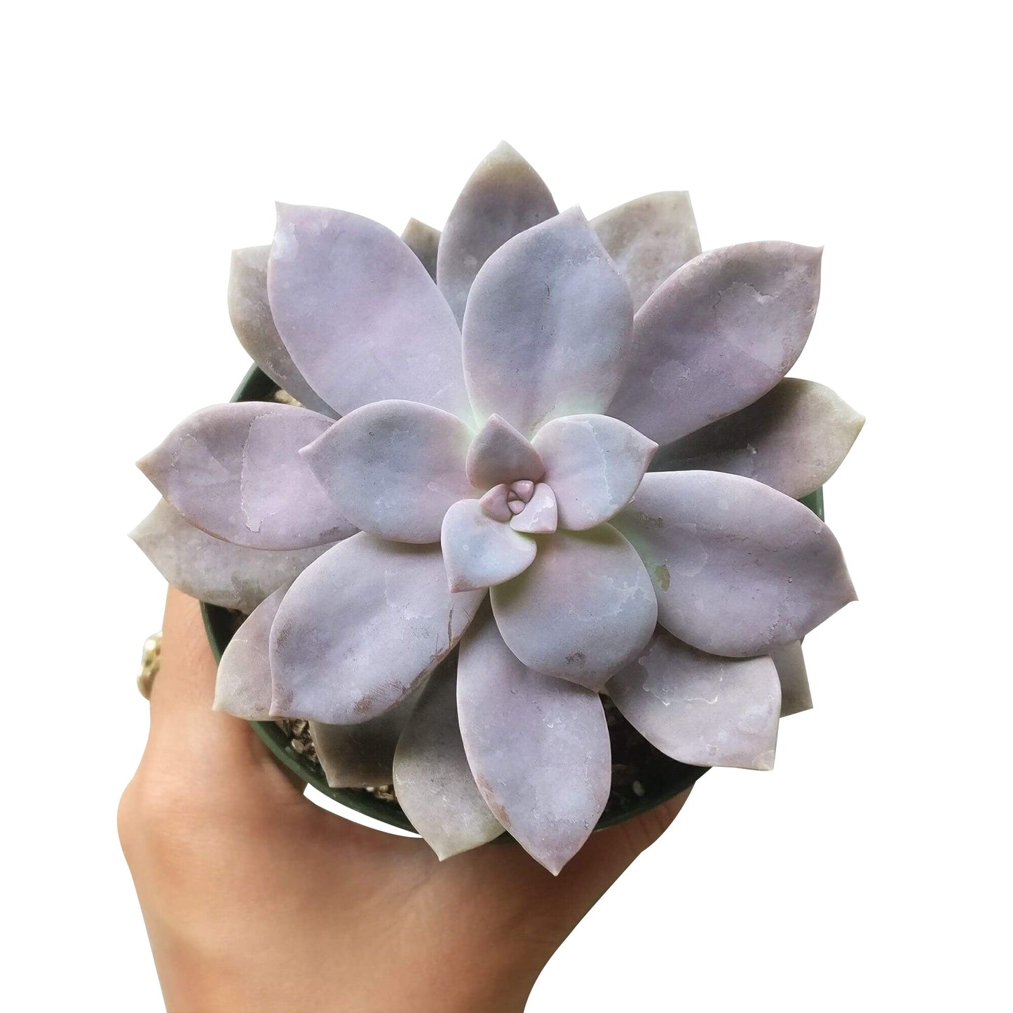 Graptopetalum Superbum