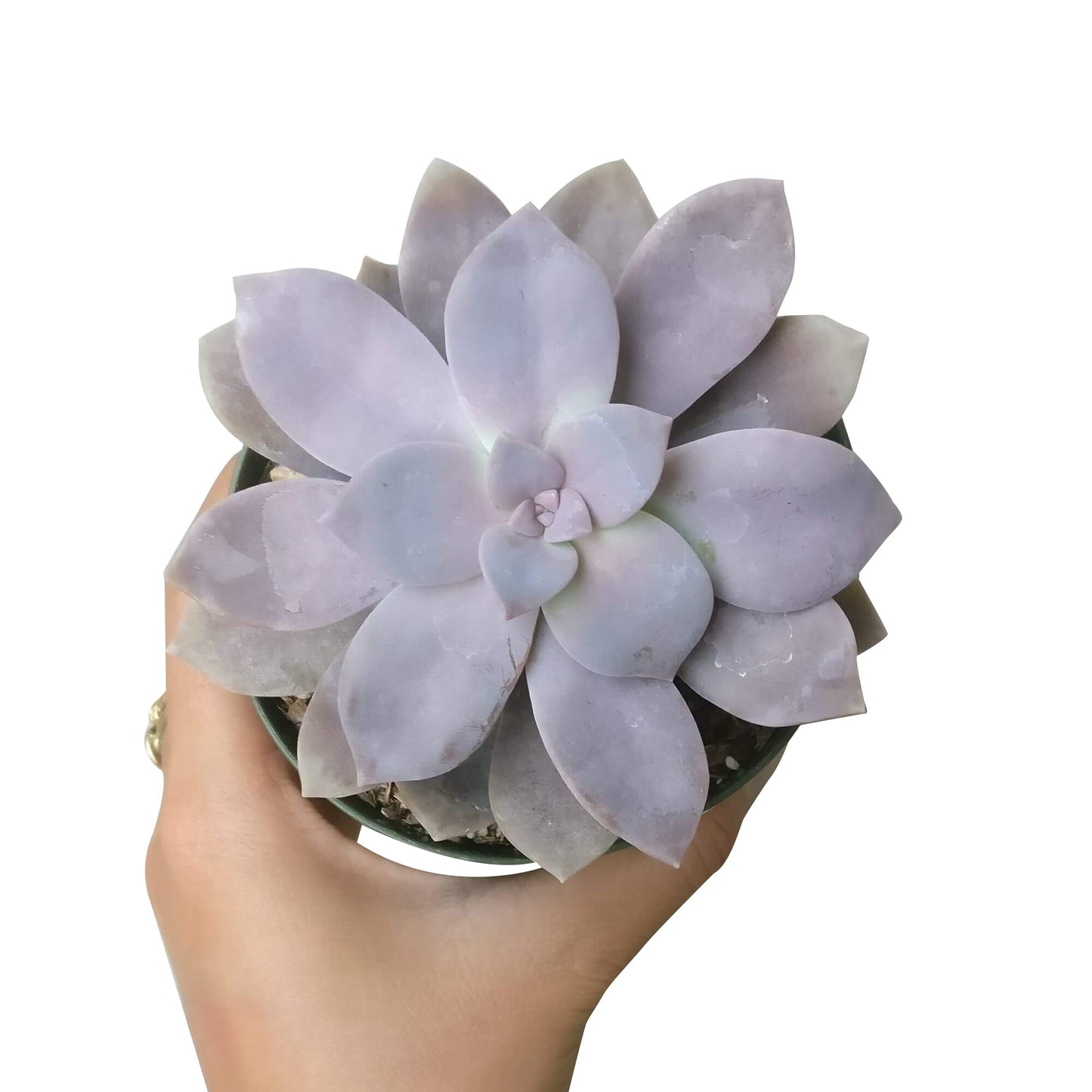 Graptopetalum Superbum