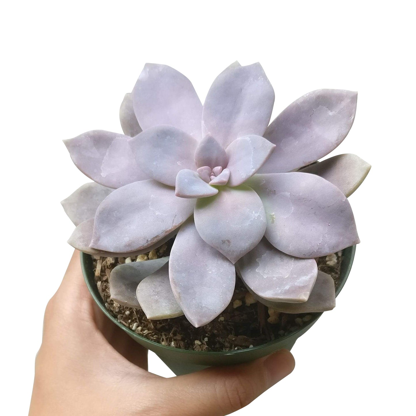 Graptopetalum Superbum