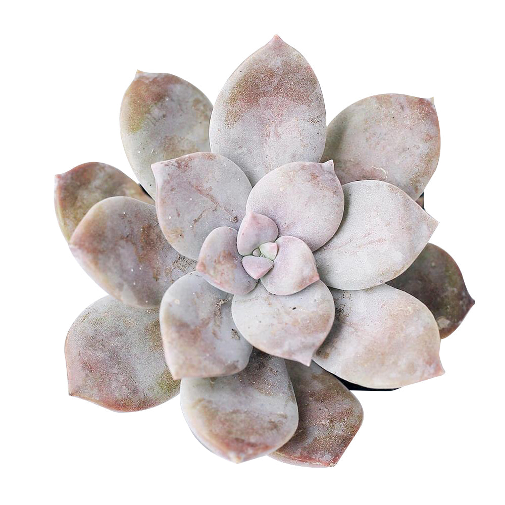 Graptopetalum Superbum