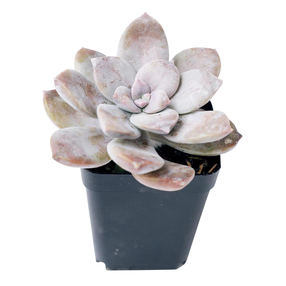 Graptopetalum Superbum