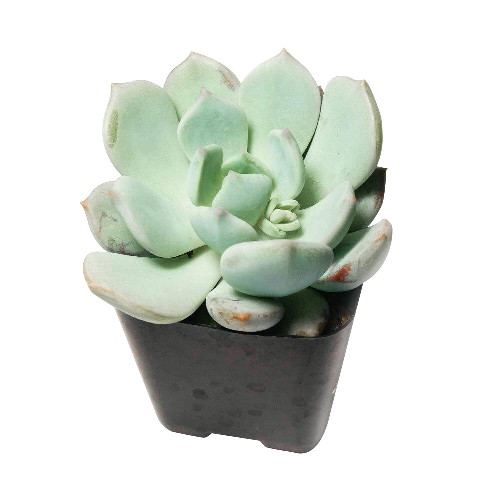 Graptoveria Moonglow