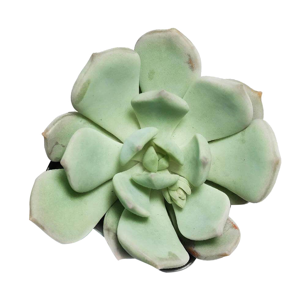 Graptoveria Moonglow