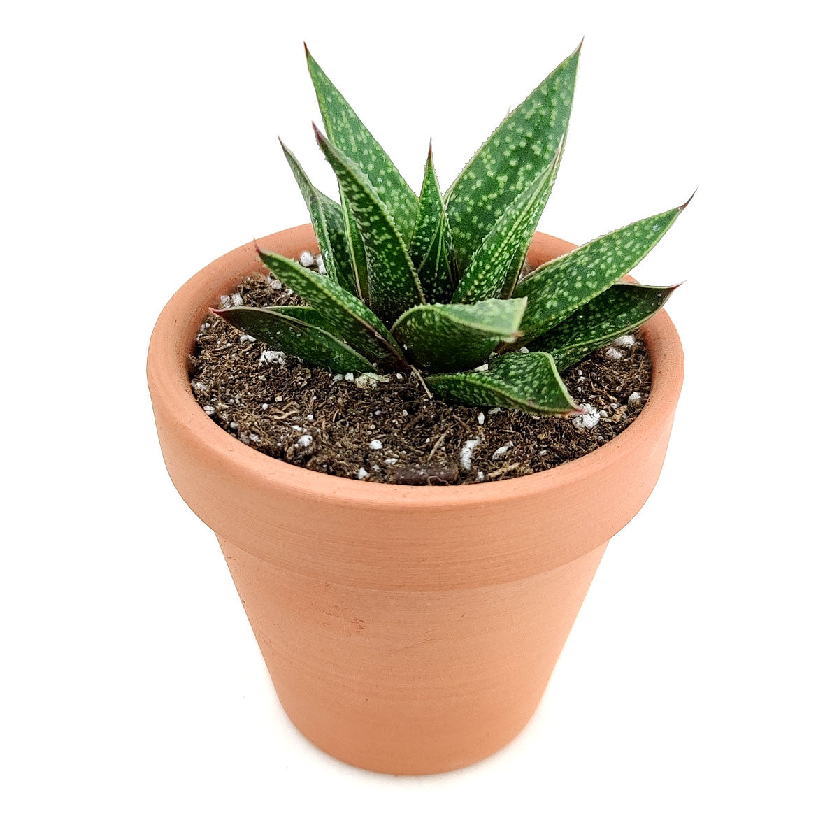 Gasteria Flow Spiky Aloe