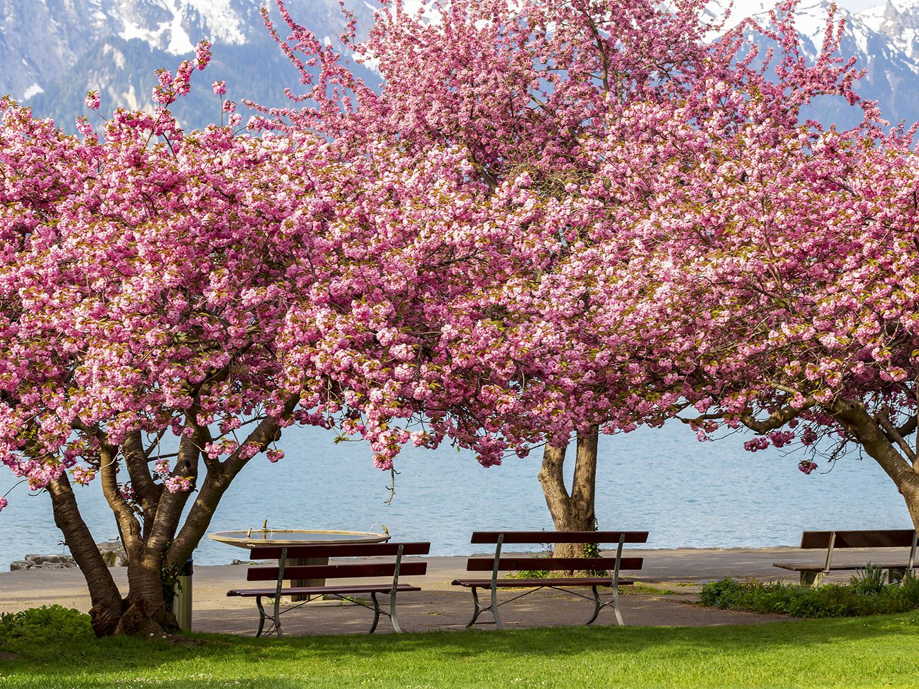 Ornamental cherry tree 'Kwanzan Cherry Tree'