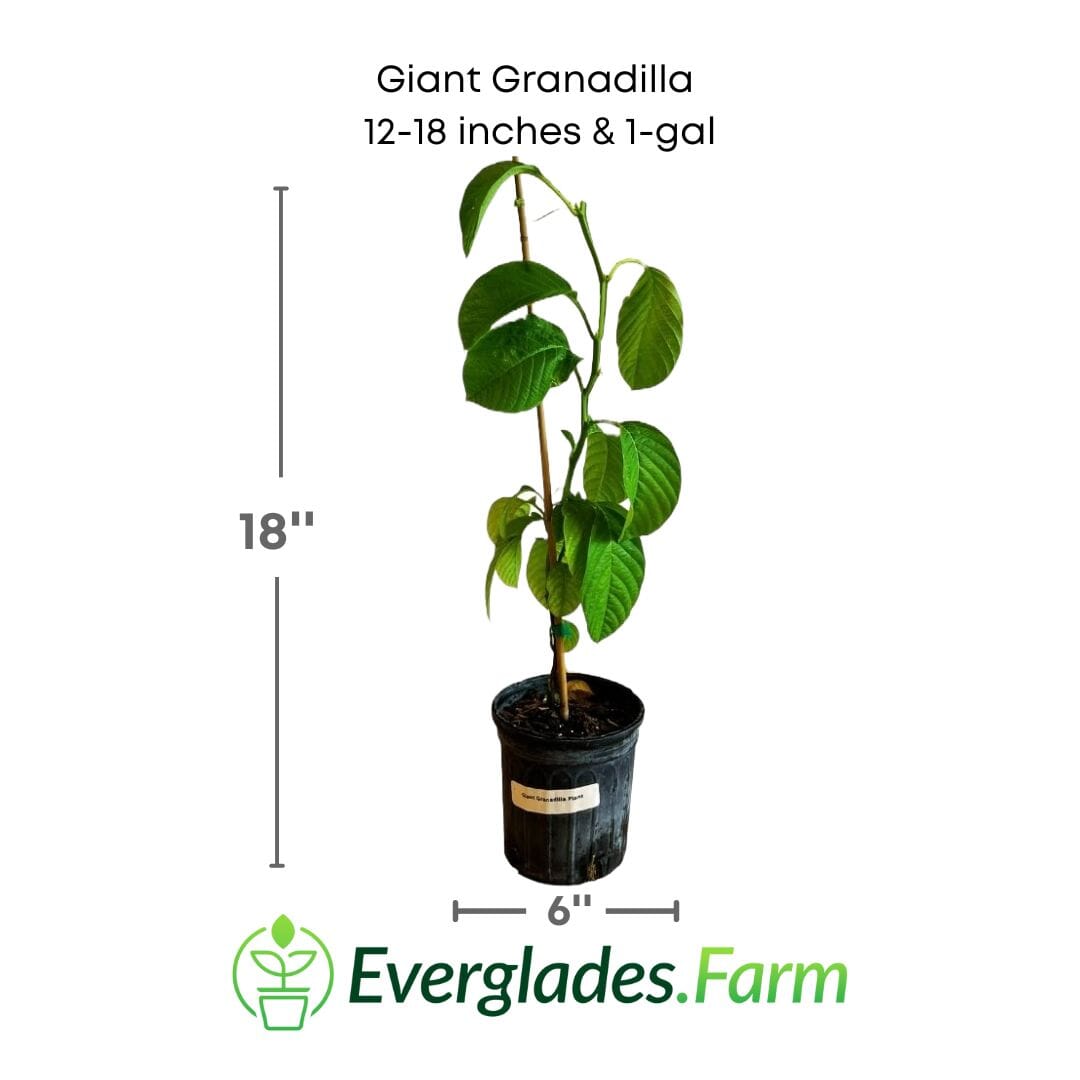 Giant Granadilla Plant