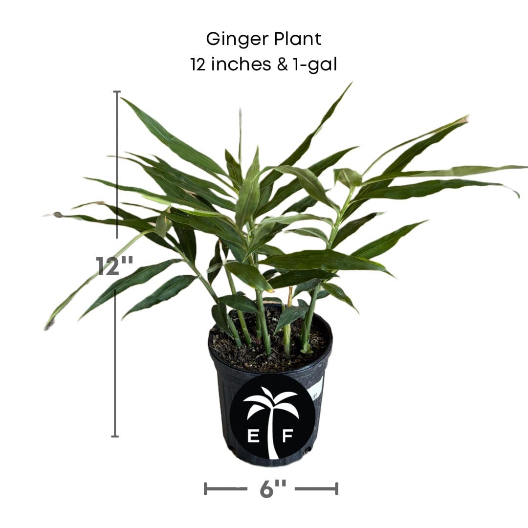 Ginger Plant