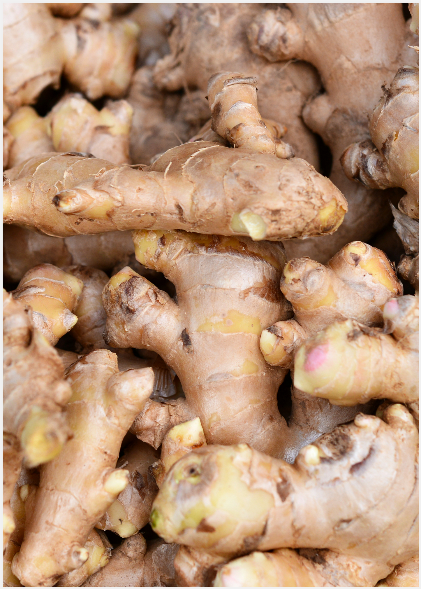 Ginger, Yellow (Zingiber officinale)