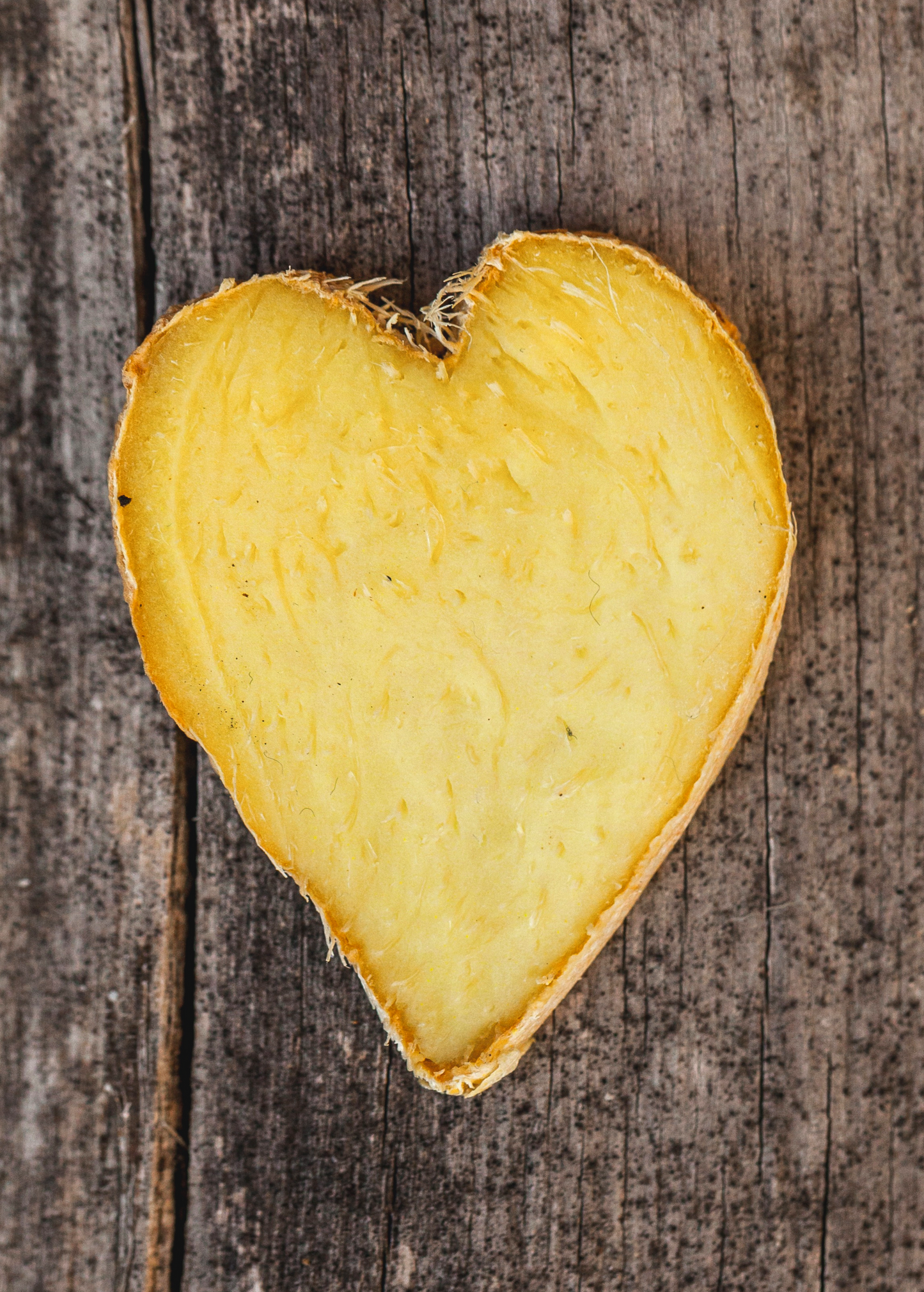 Ginger, Yellow (Zingiber officinale)