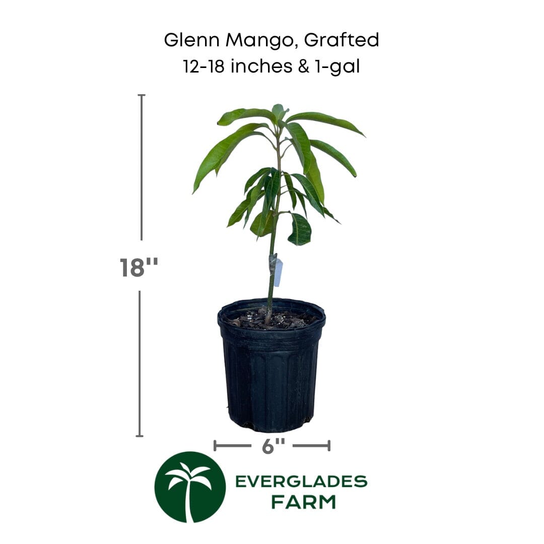 Glenn Mango Tree, Grafted